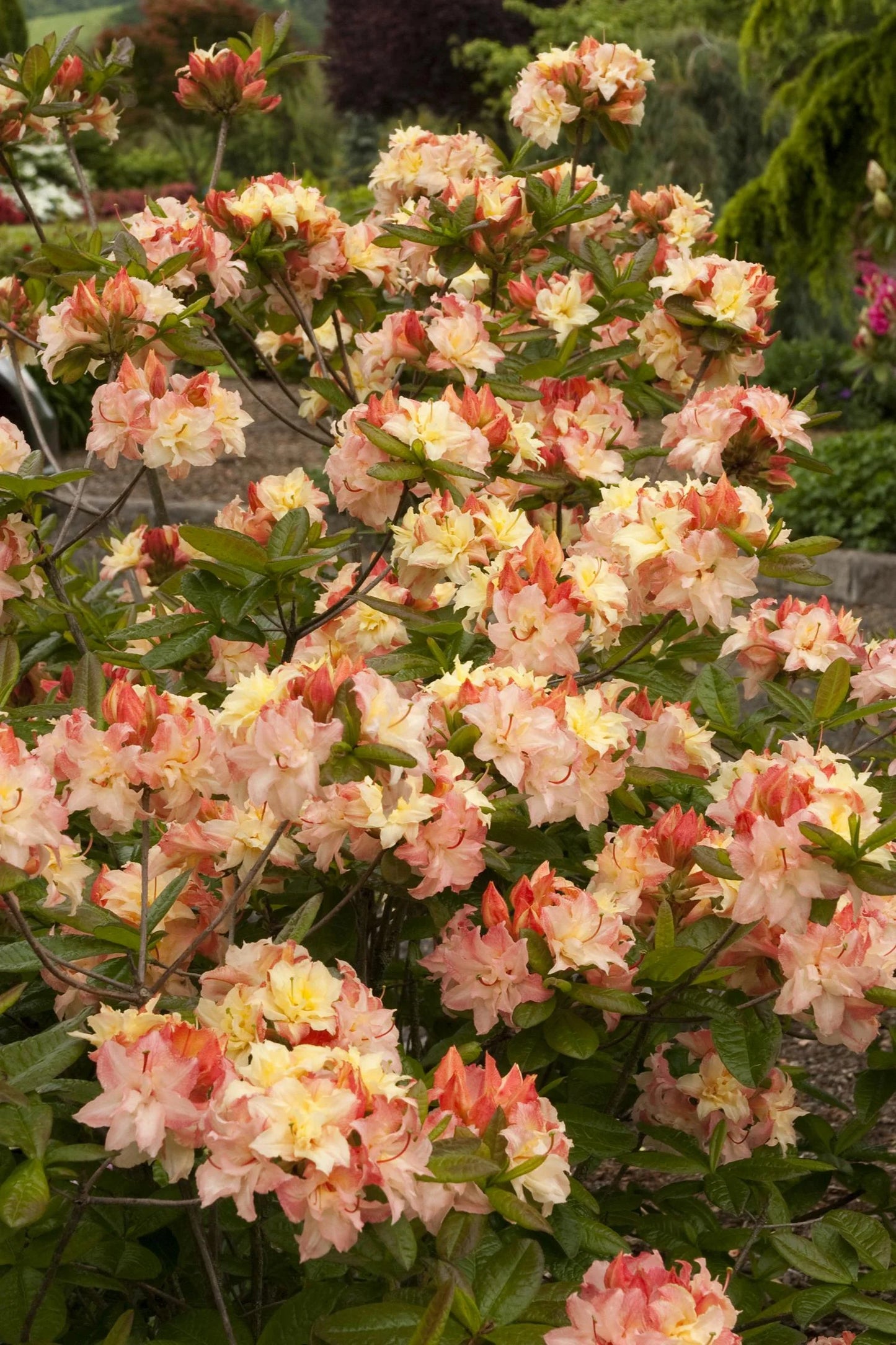 CANNONS DOUBLE AZALEA 3gal