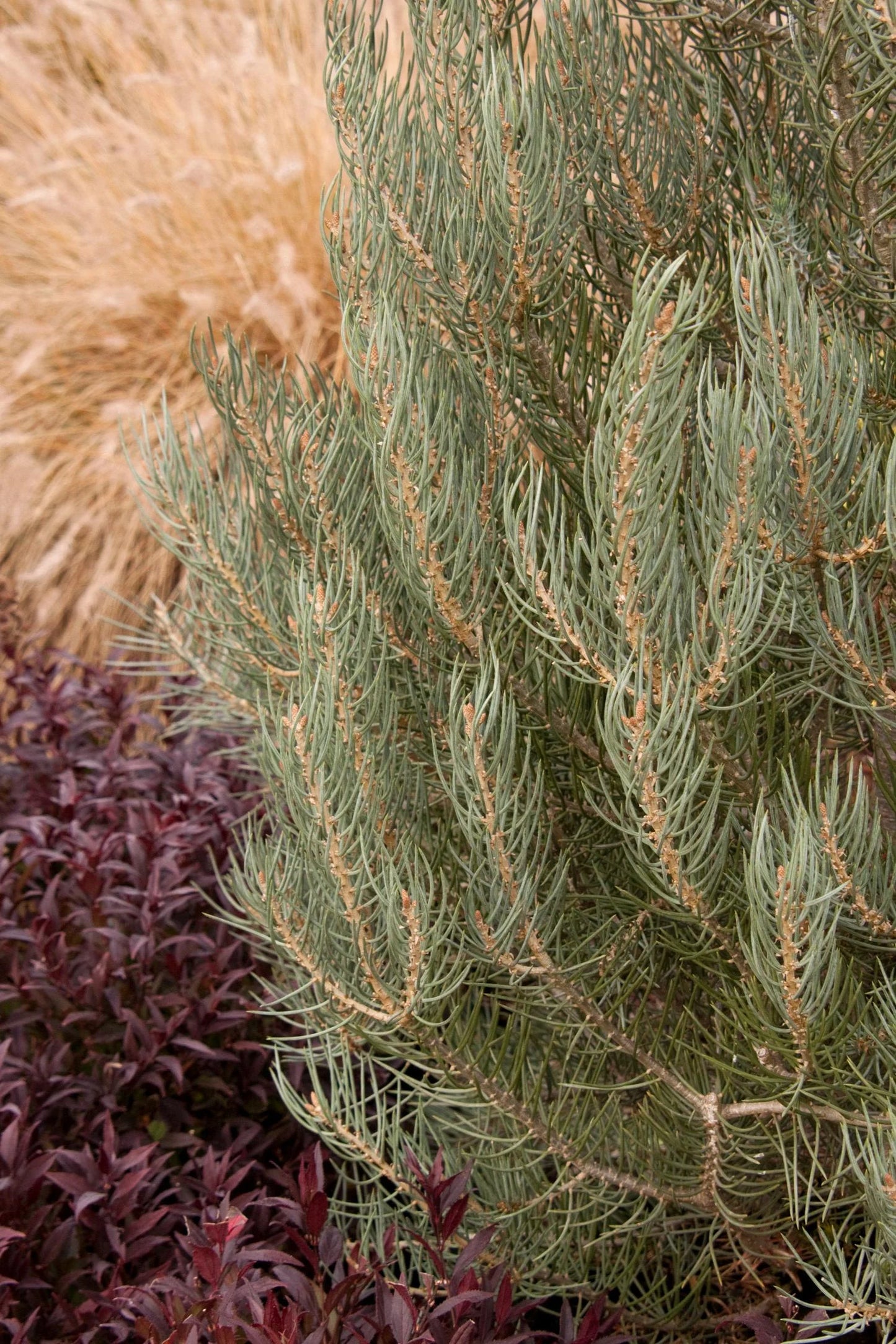PINYON PINE TREE