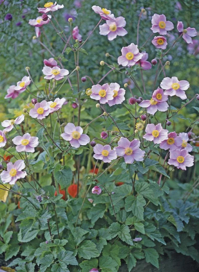 SEPTEMBER CHARM JAPANESE ANEMONE 1gal