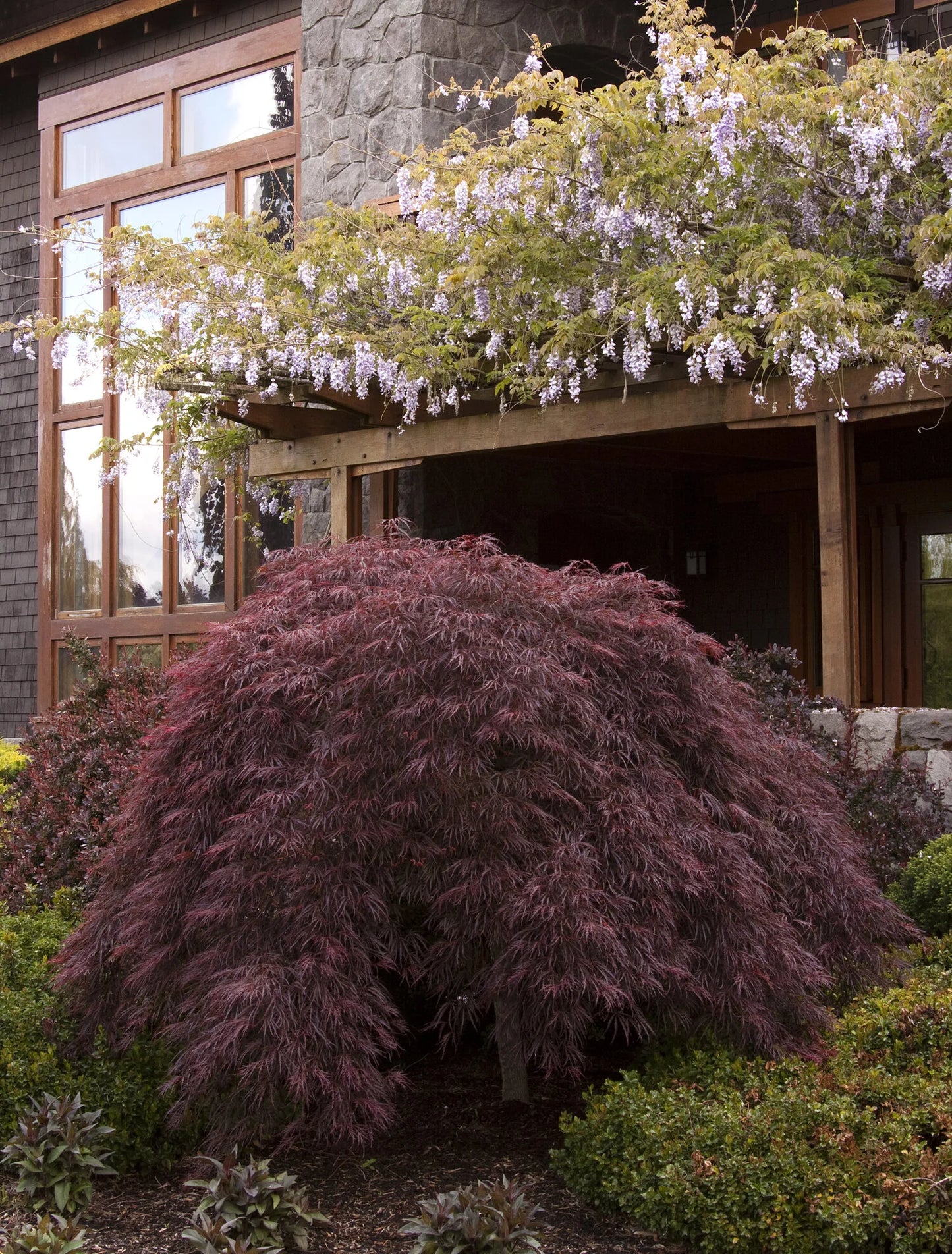 CRIMSON QUEEN JAPANESE MAPLE TREE 5gal