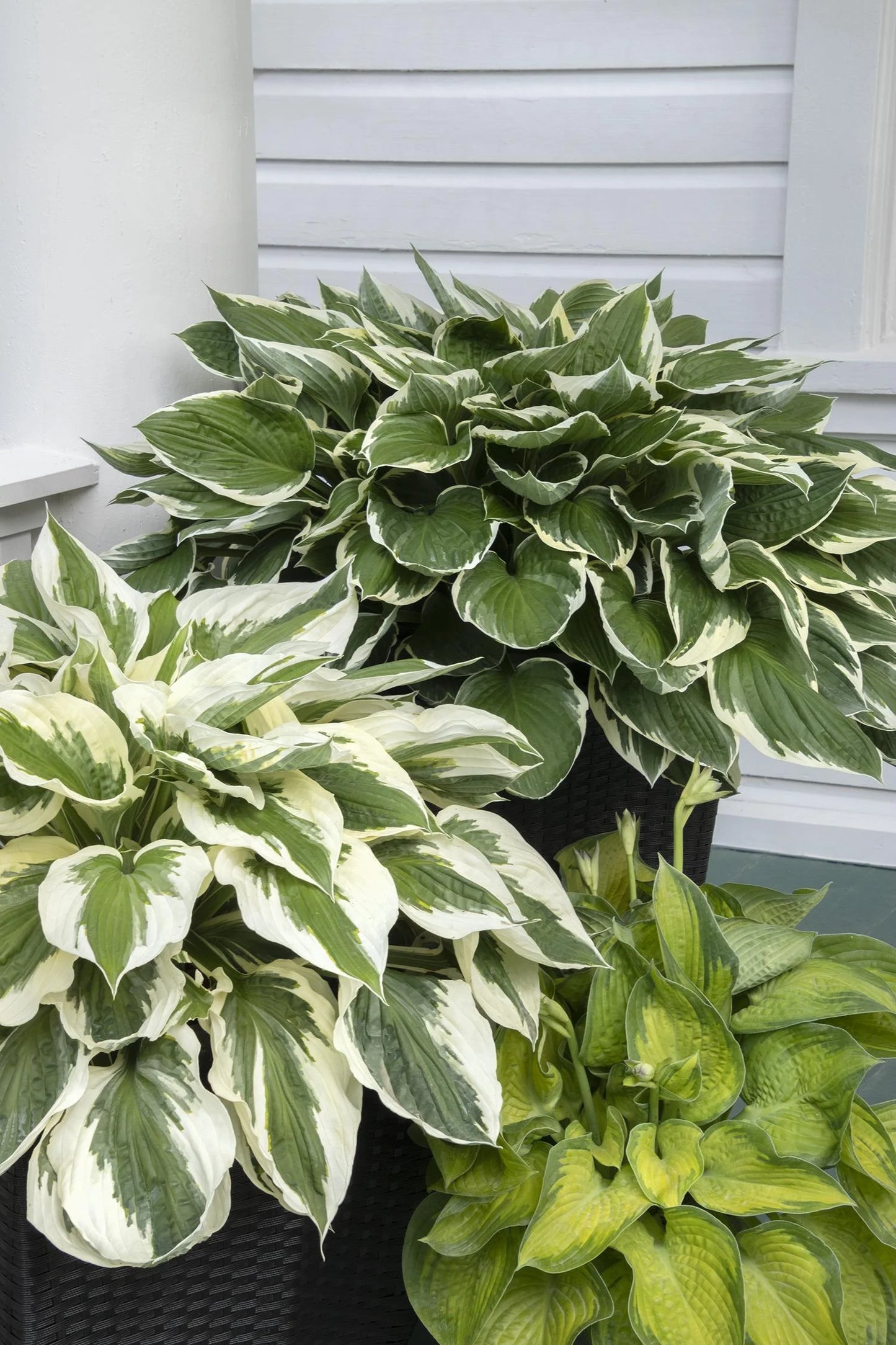 PATRIOT HOSTA 1gal