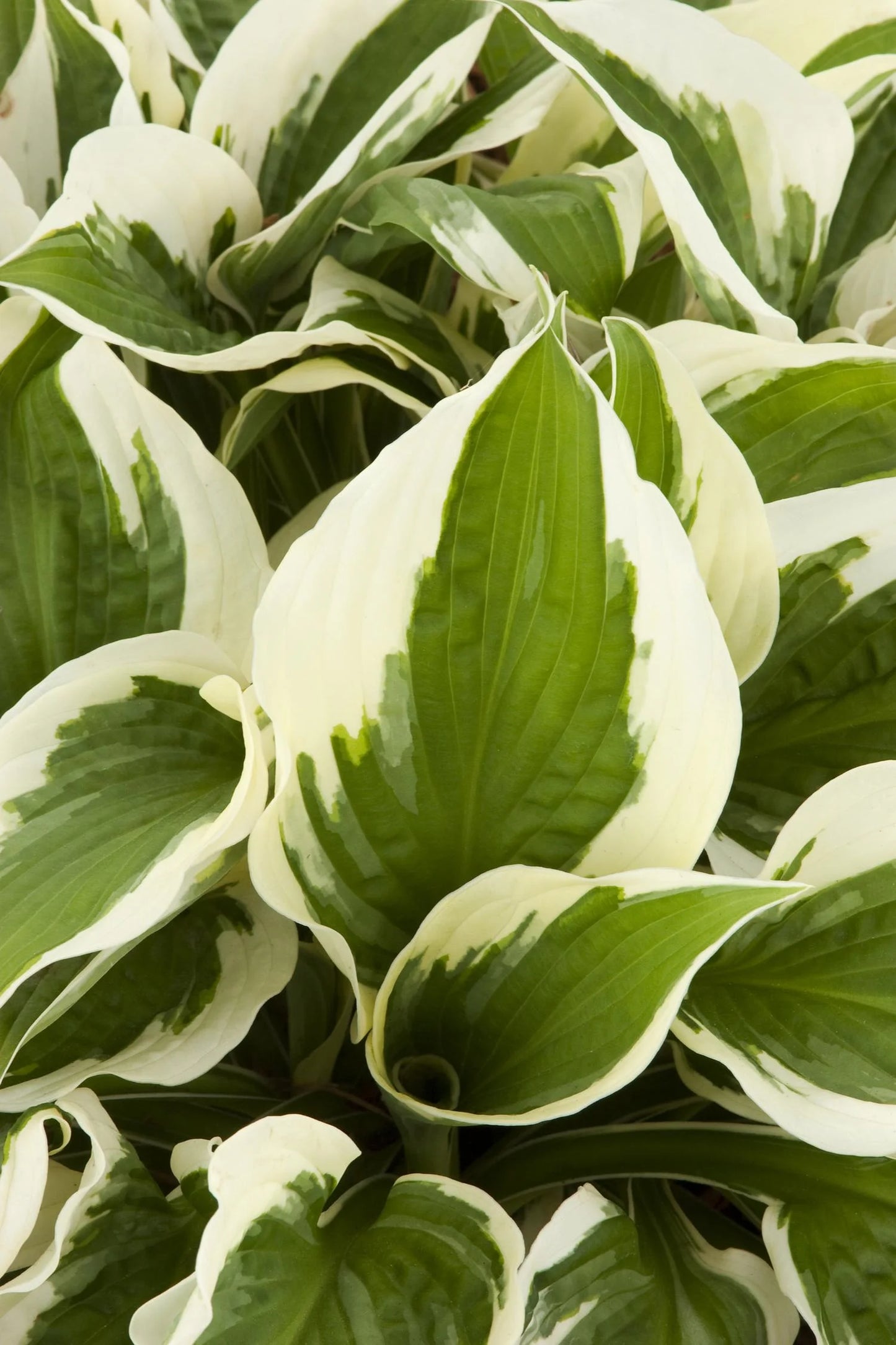 PATRIOT HOSTA 1gal