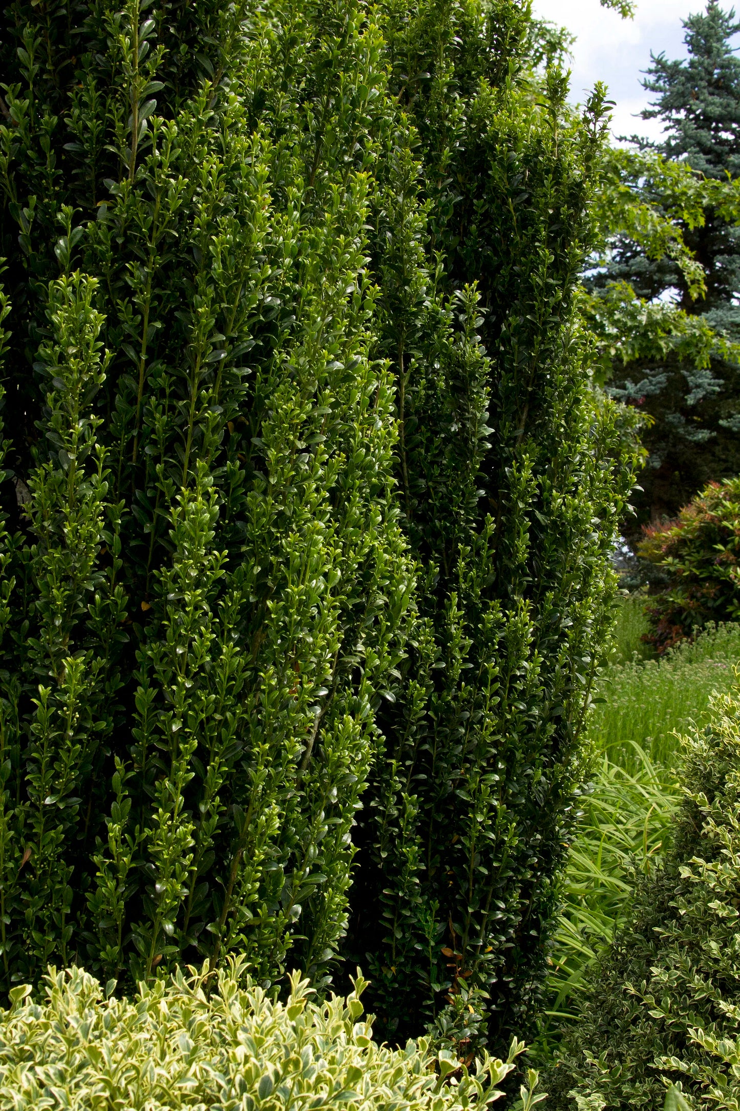 SKY PENCIL HOLLY 5gal