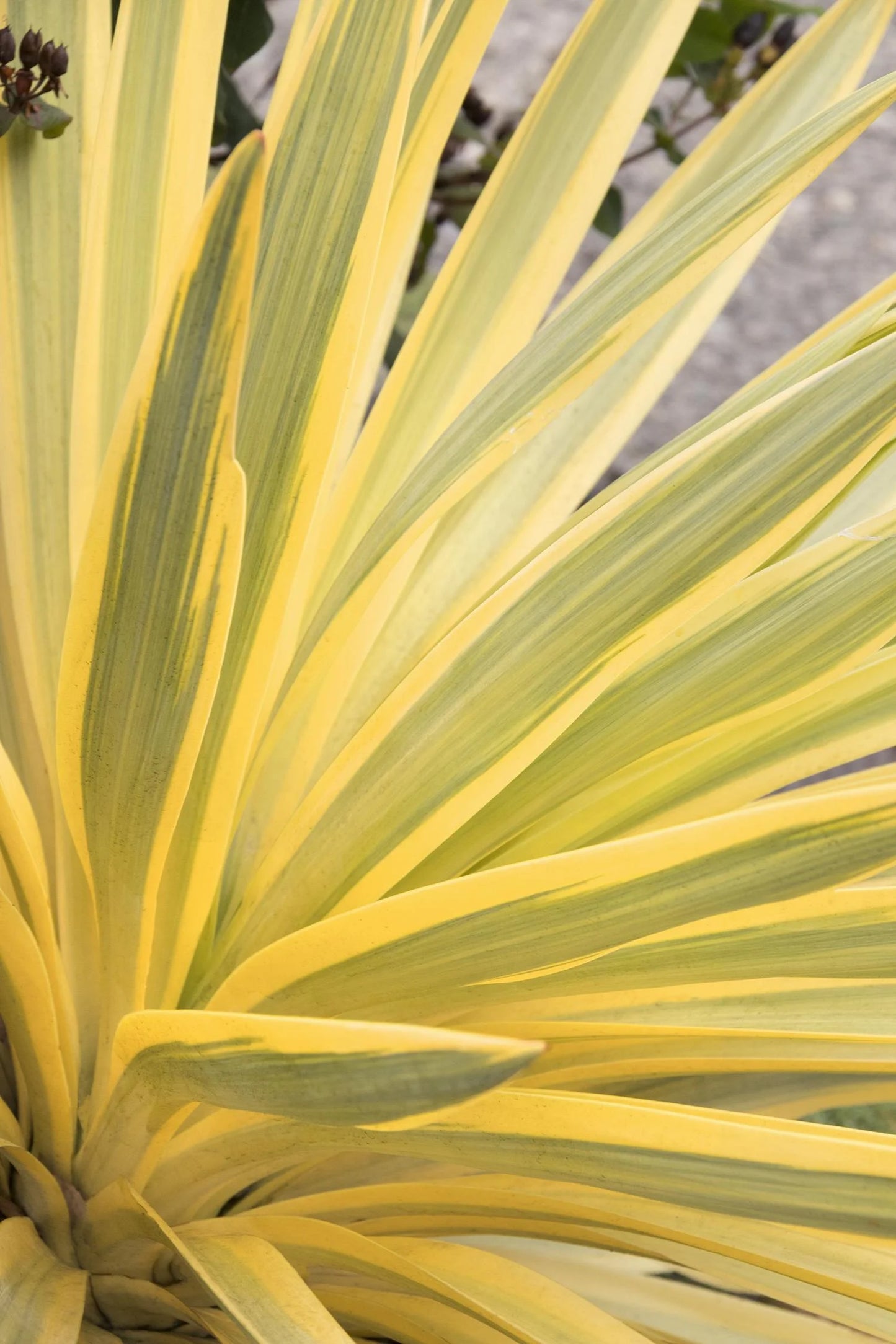 BRIGHT STAR YUCCA 2gal