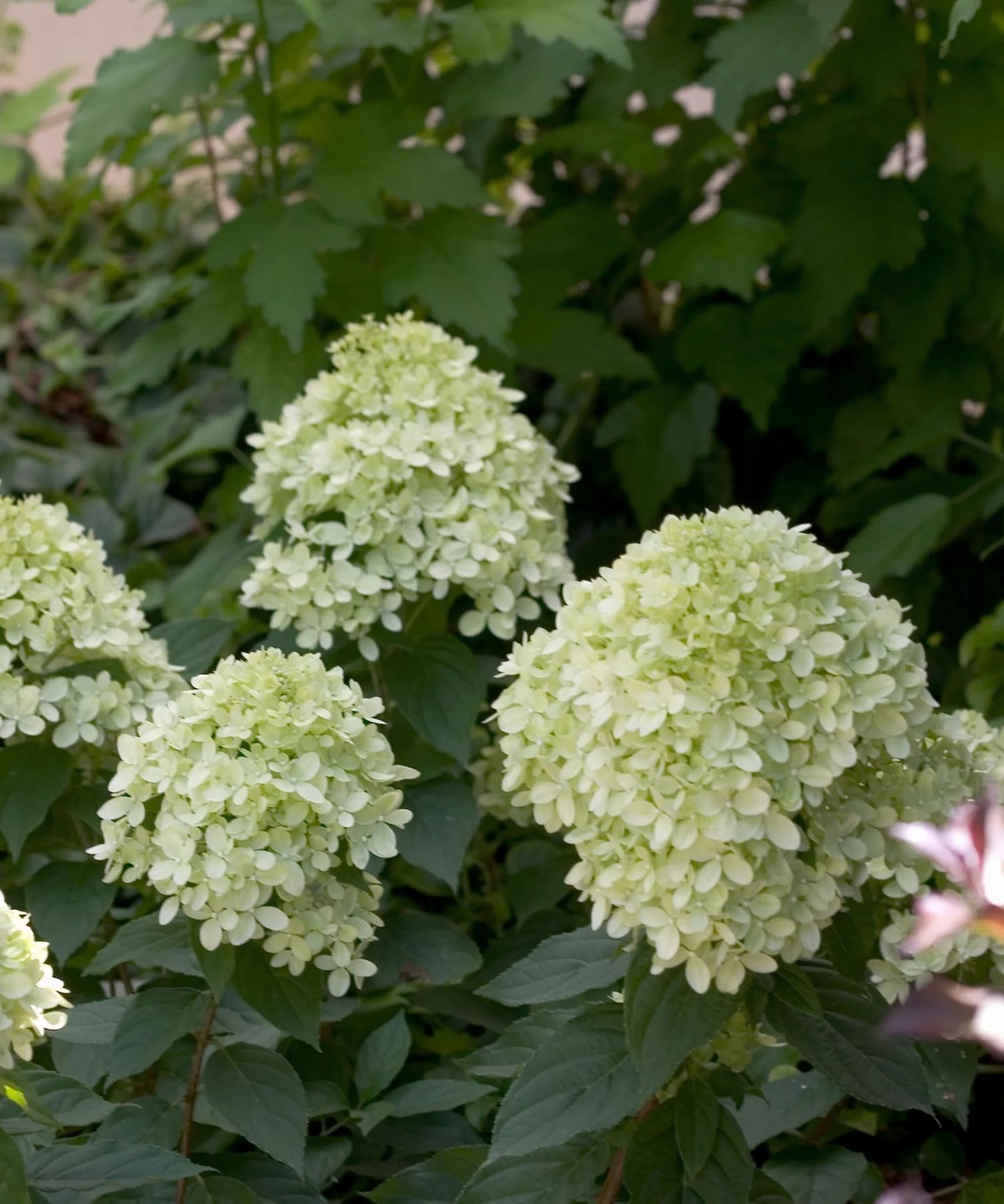LITTLE LIME HYDRANGEA 2gal