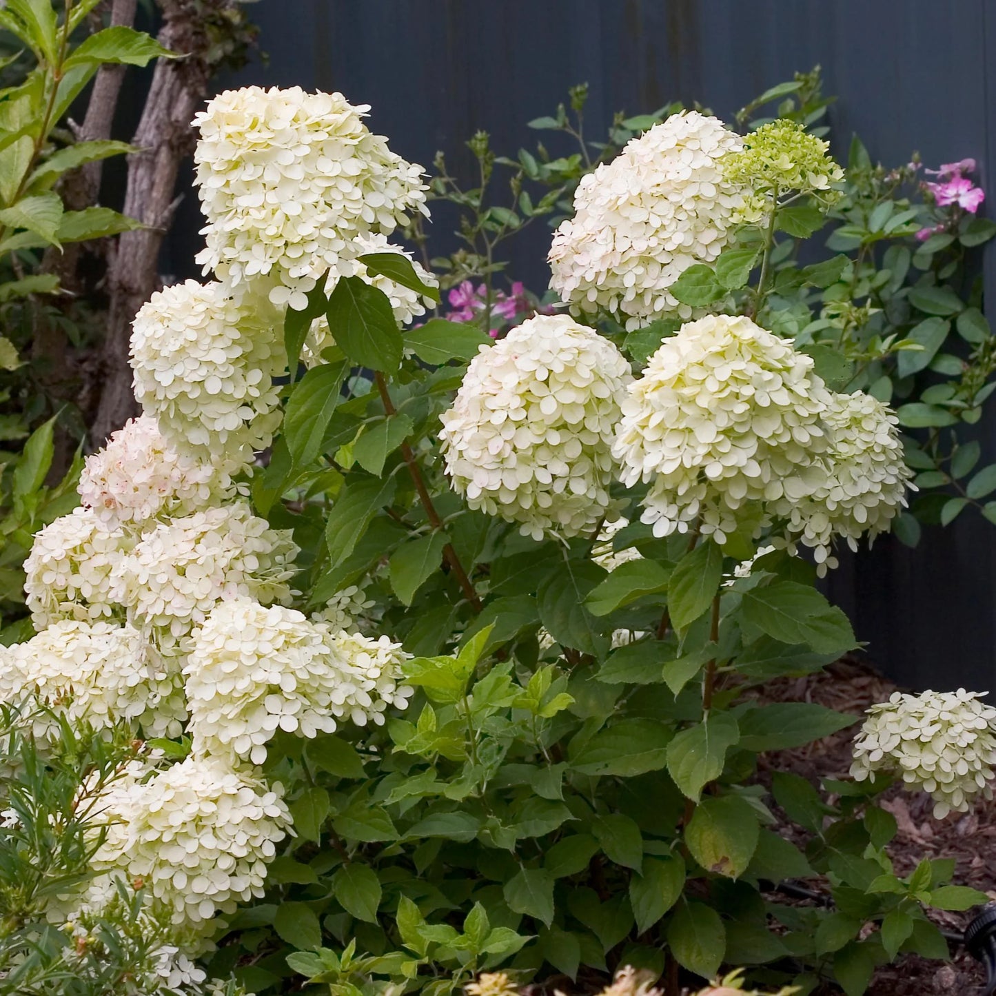 LITTLE LIME HYDRANGEA 2gal