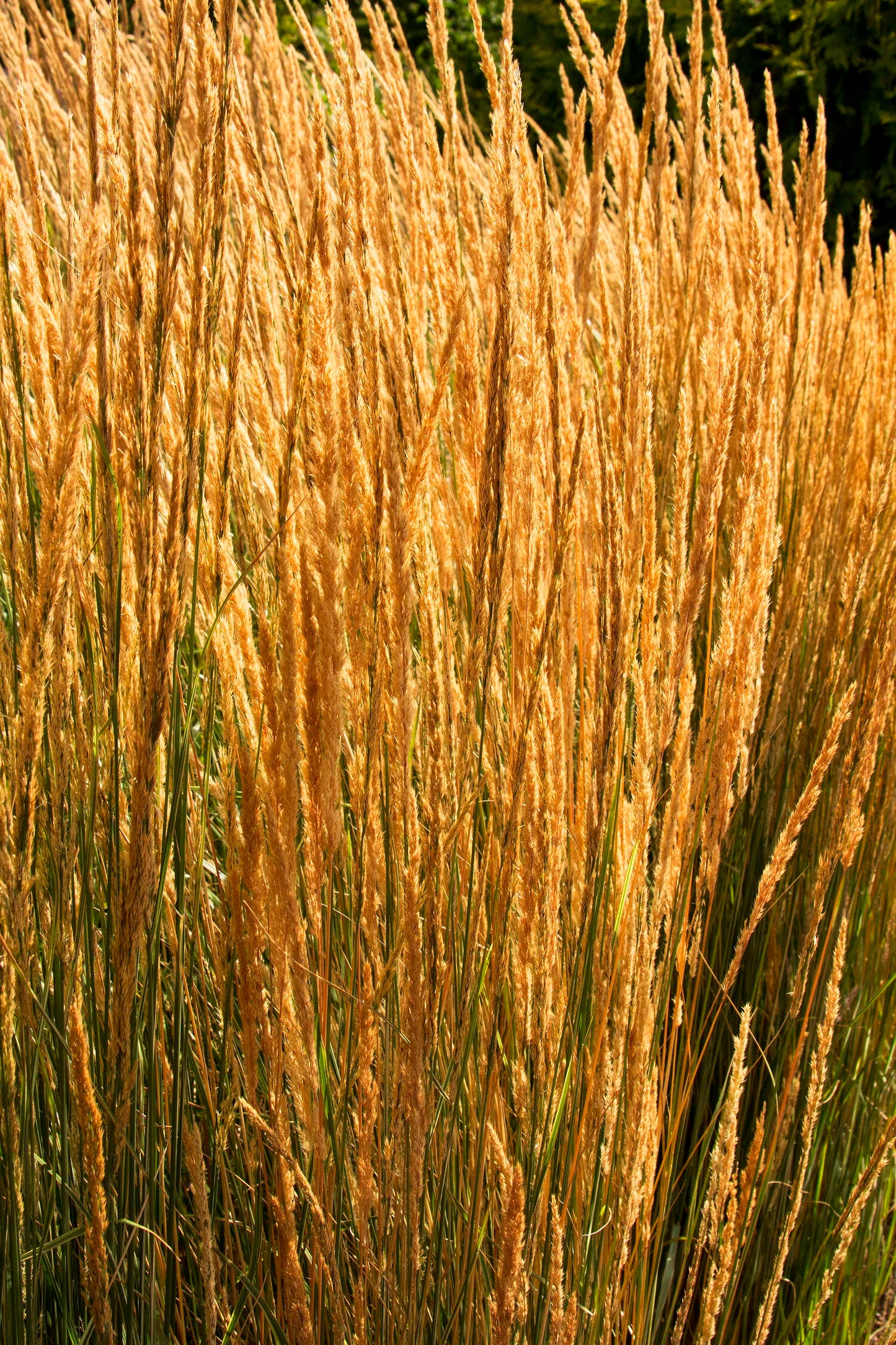 OVERDAM FEATHER REED GRASS 2gal