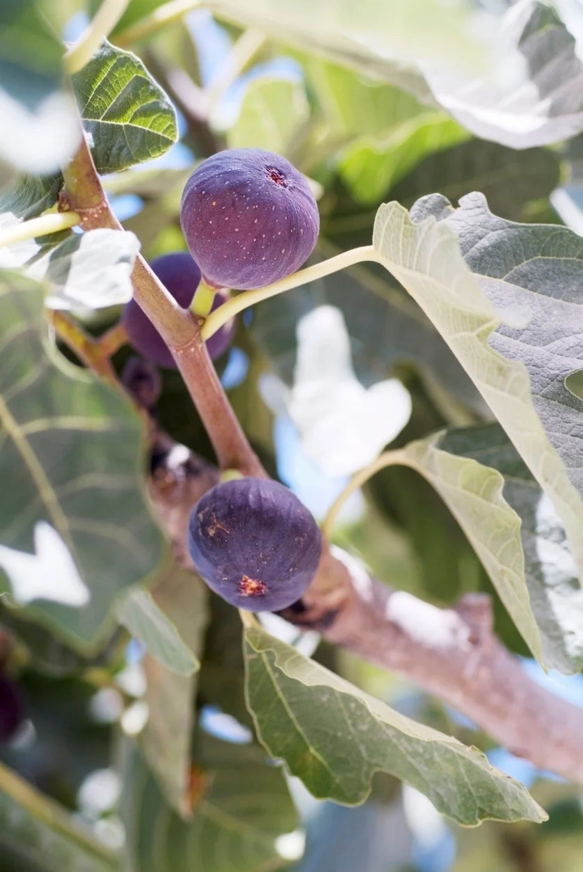 CELESTE FIG 5gal