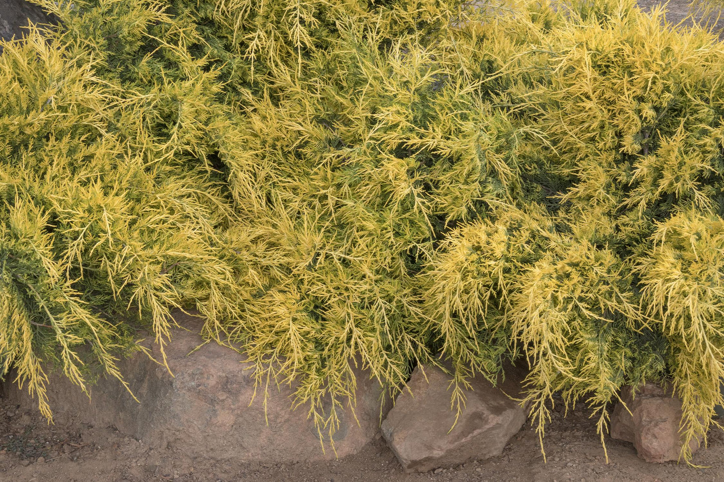 SEA OF GOLD JUNIPER 1gal