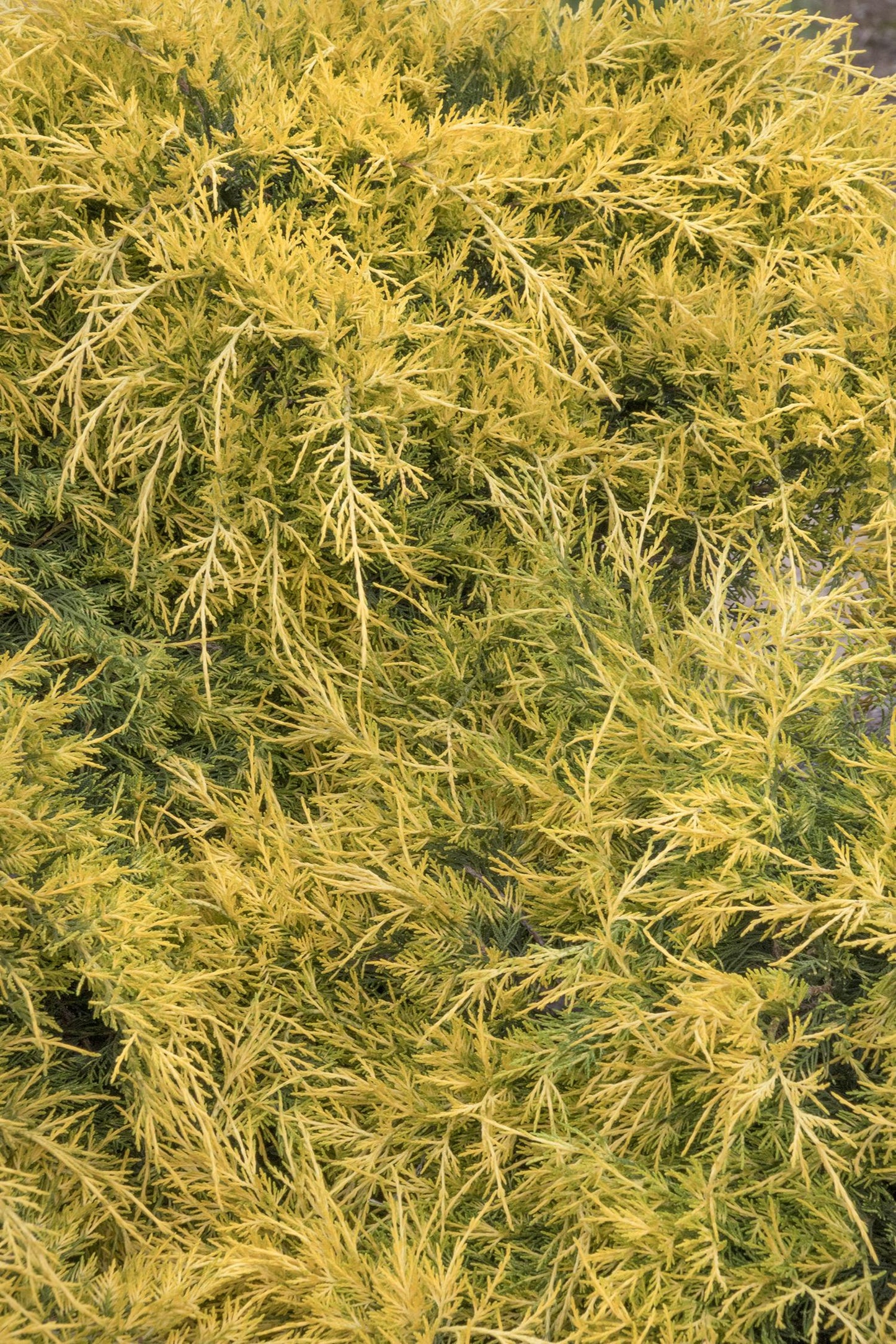 SEA OF GOLD JUNIPER 1gal