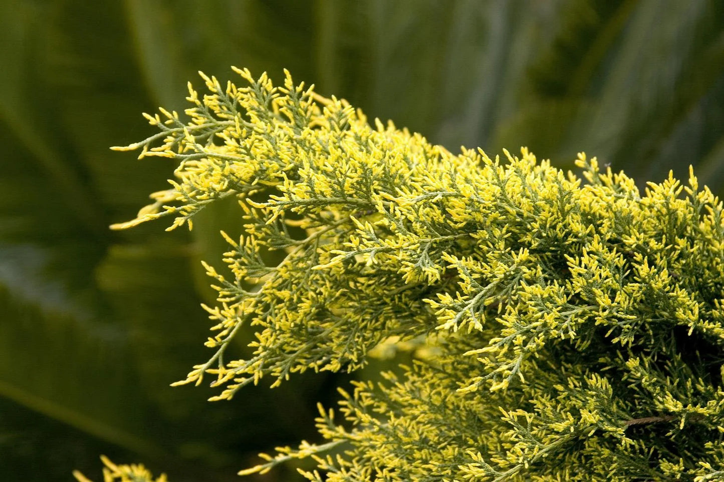 SEA OF GOLD JUNIPER 1gal