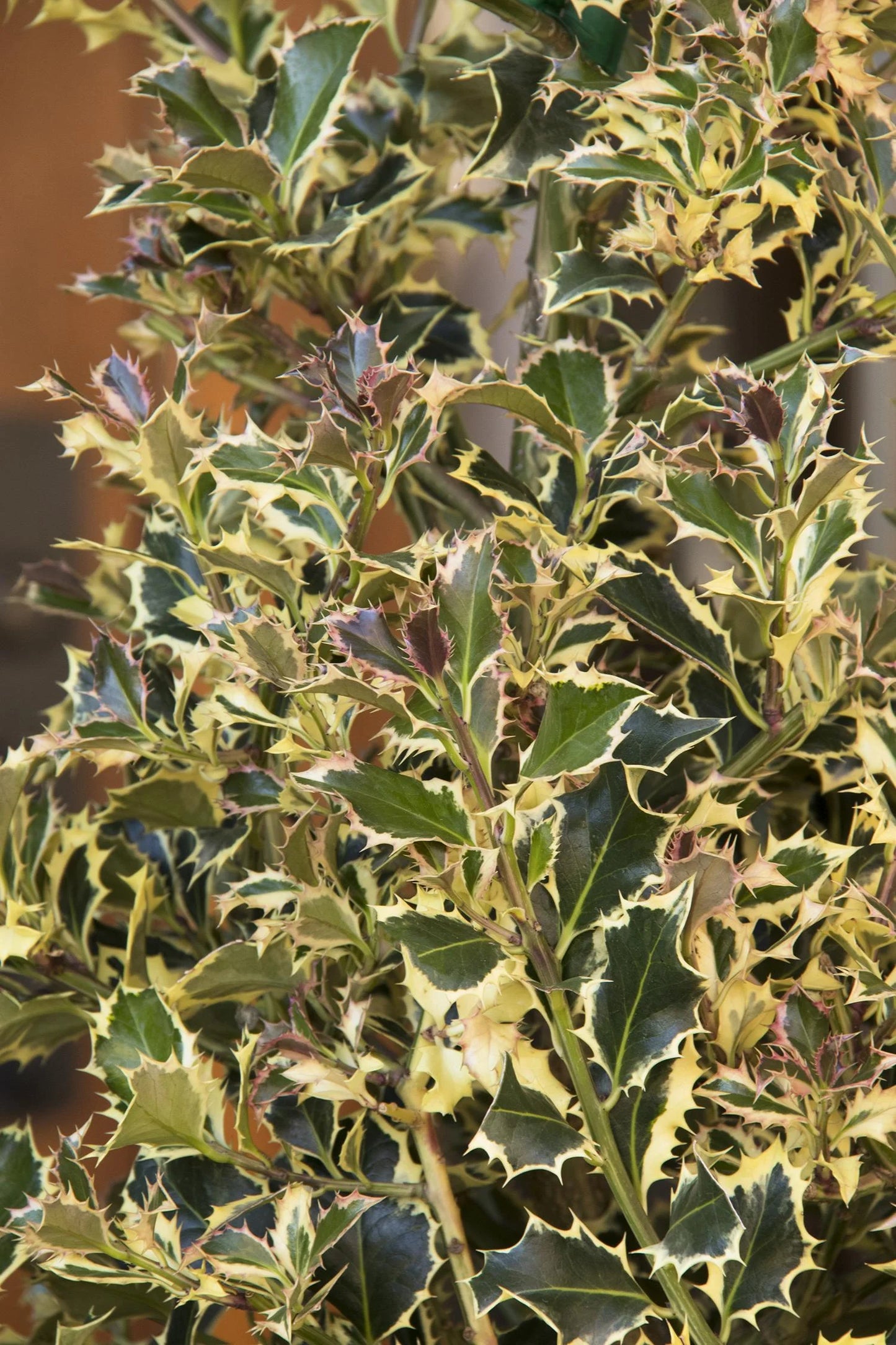 VARIEGATED ENGLISH HOLLY 5GAL