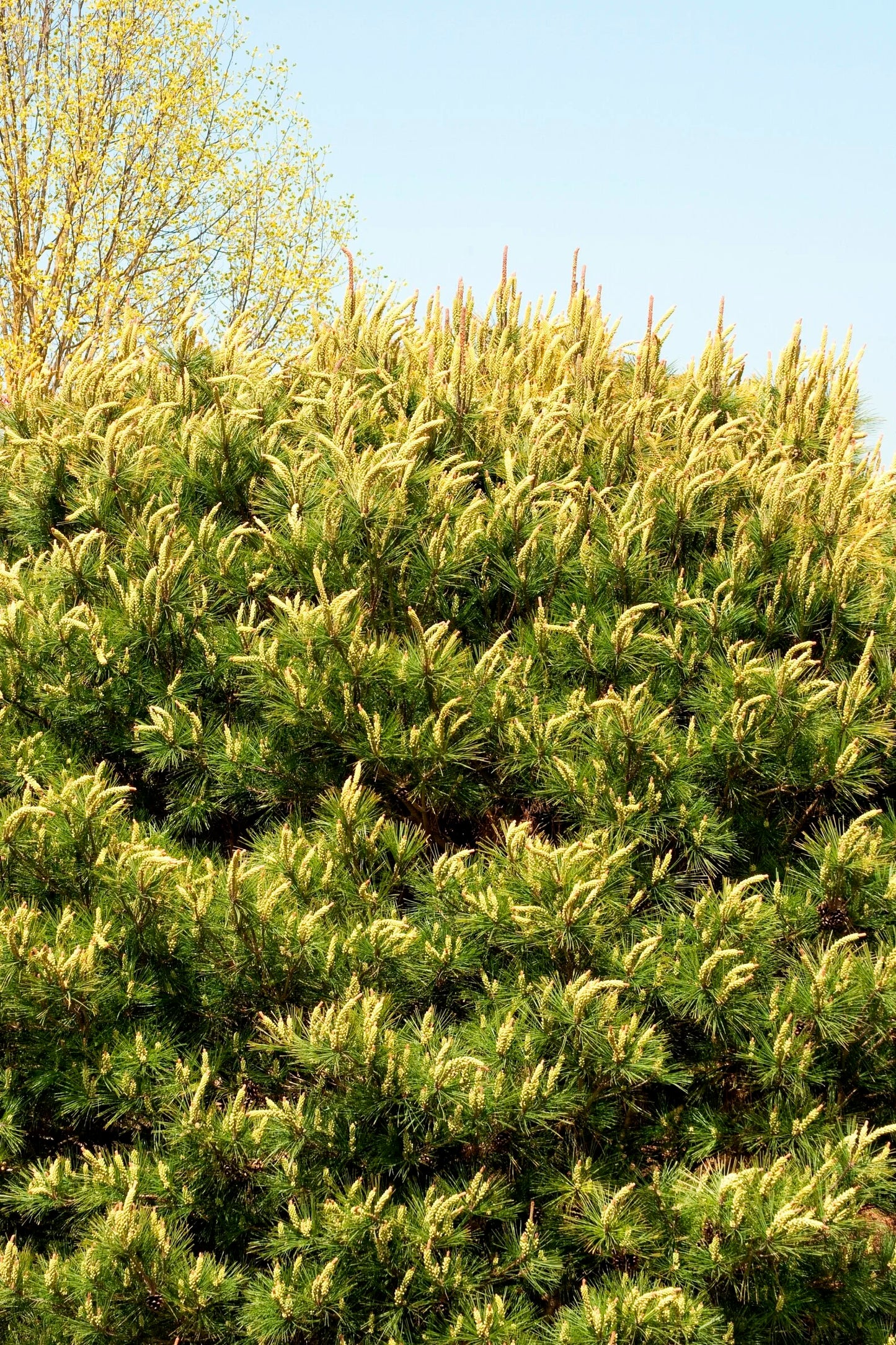 TONYOSHO JAPANESE PINE 10gal