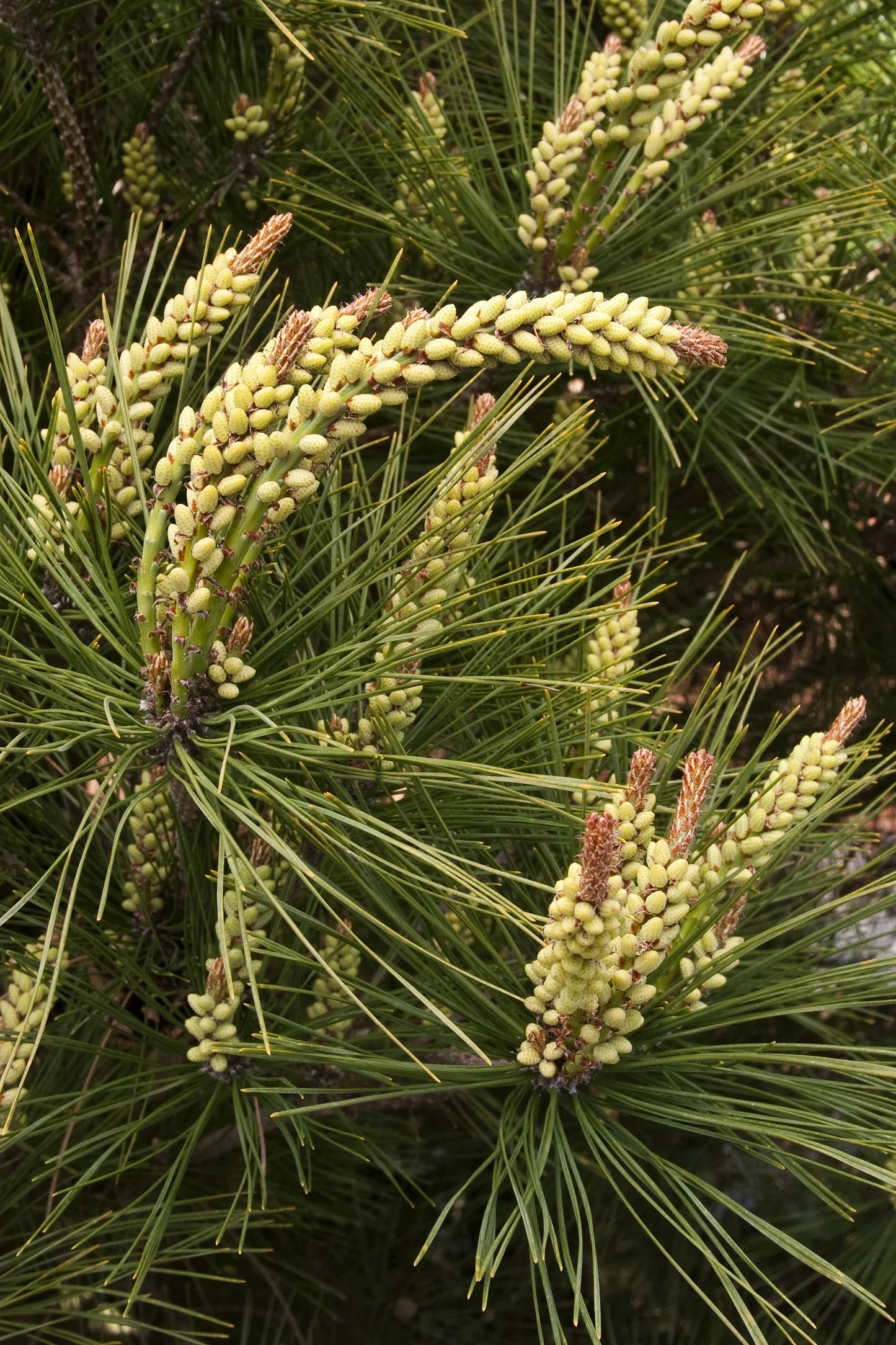 TONYOSHO JAPANESE PINE 10gal