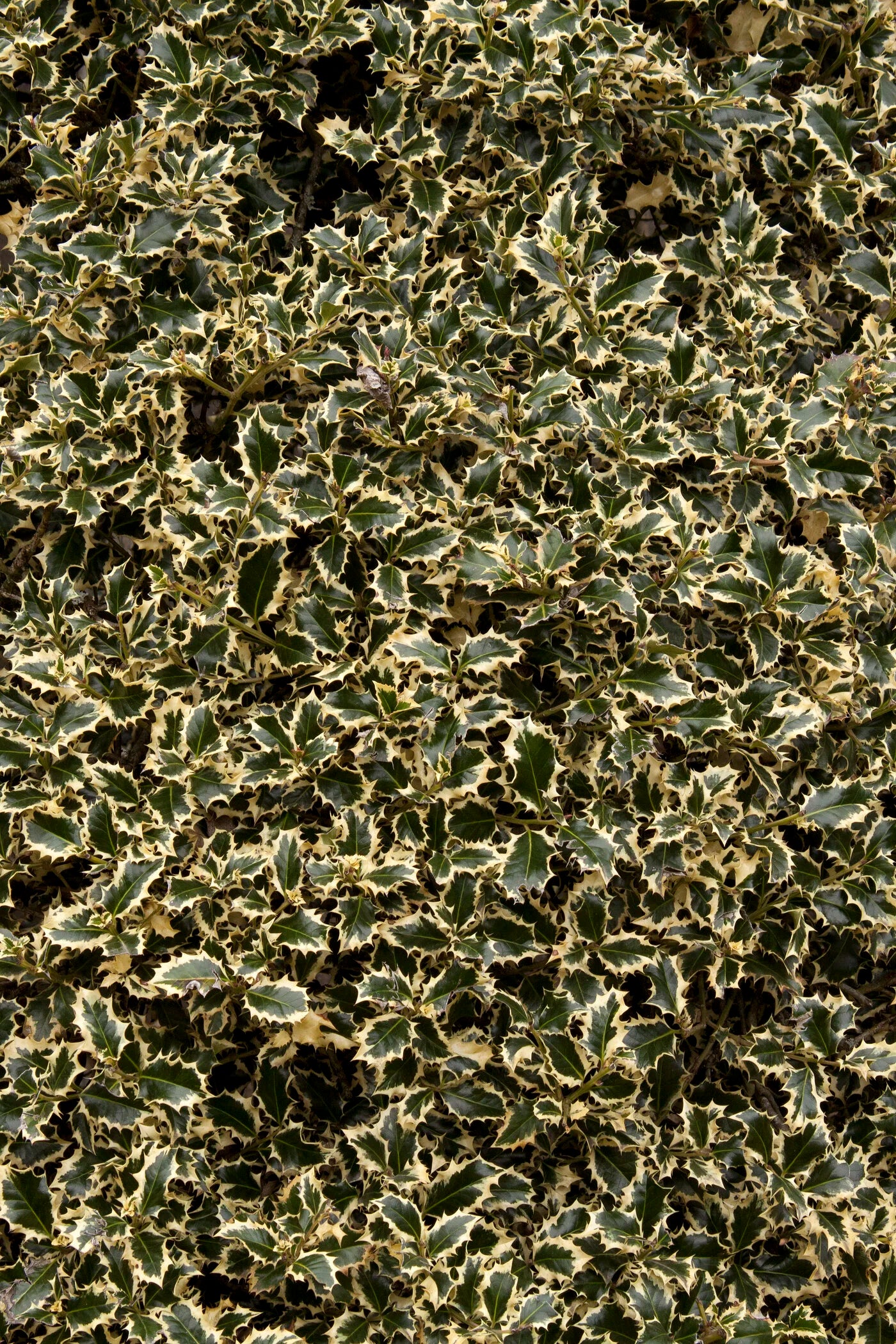 VARIEGATED ENGLISH HOLLY 5GAL