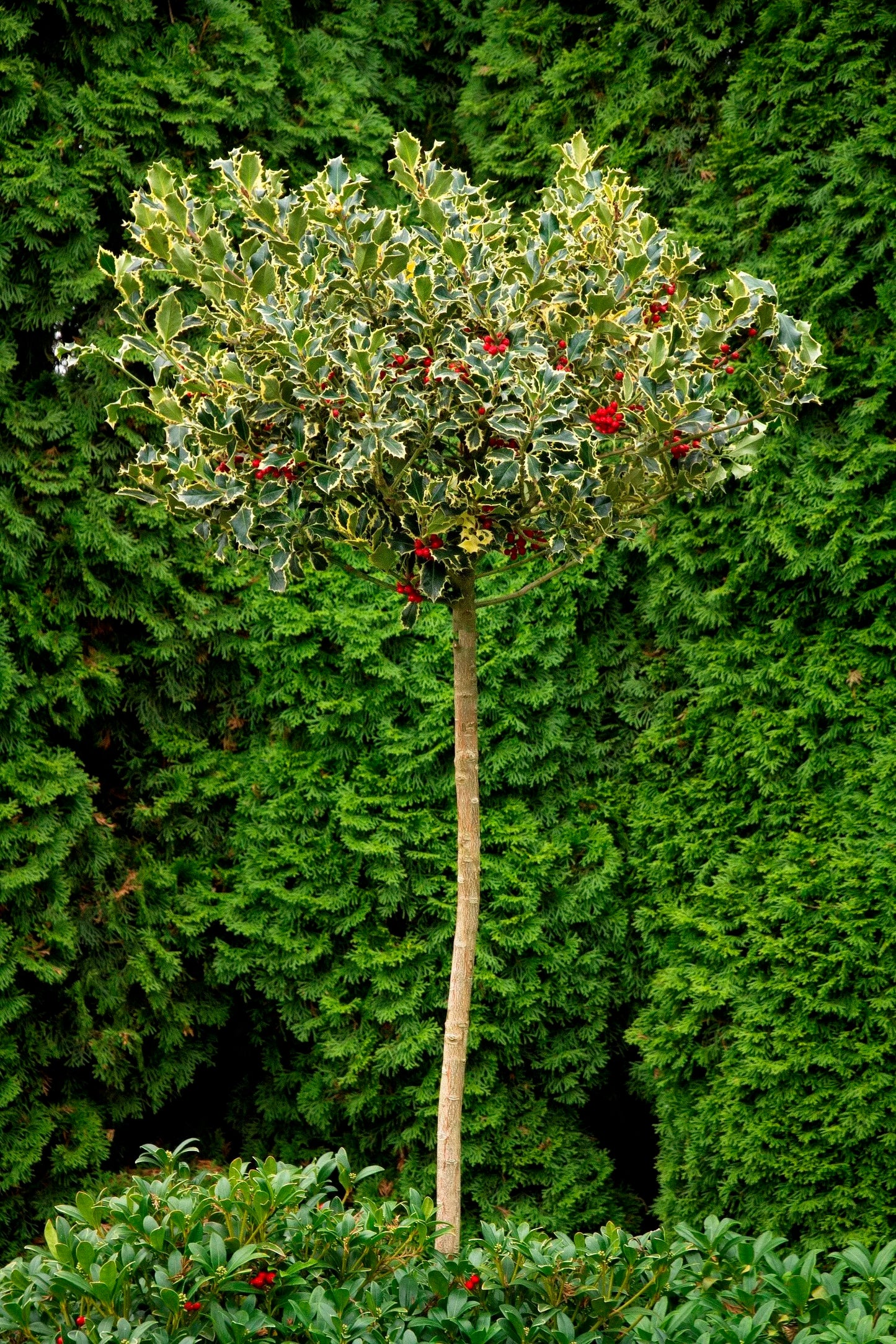 VARIEGATED ENGLISH HOLLY 5GAL