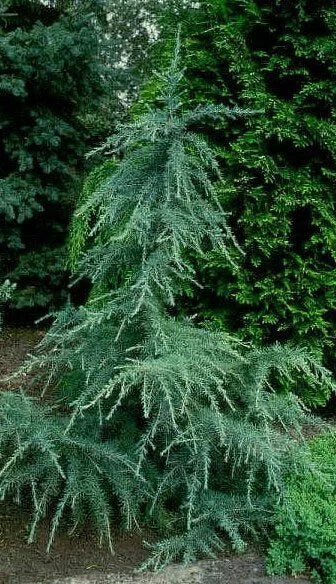 KARL FUCHS DEODAR CEDAR 6-7ft
