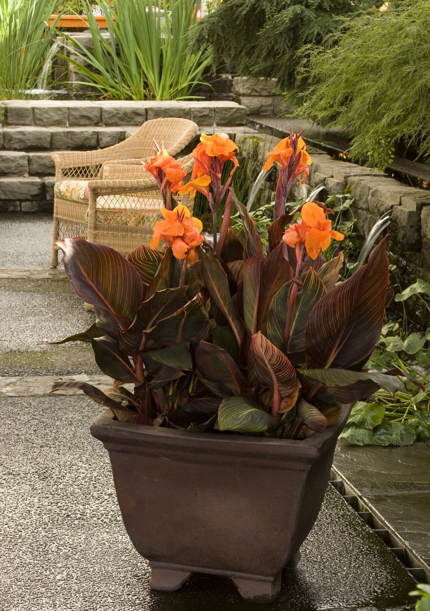 TROPICANNA CANNA LILY 2gal