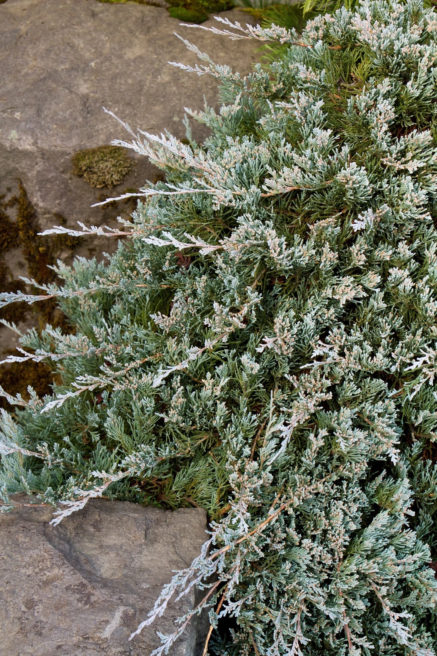 BLUE RUG JUNIPER 1gal