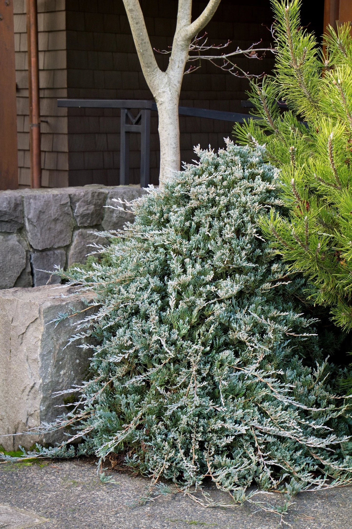BLUE RUG JUNIPER 1gal