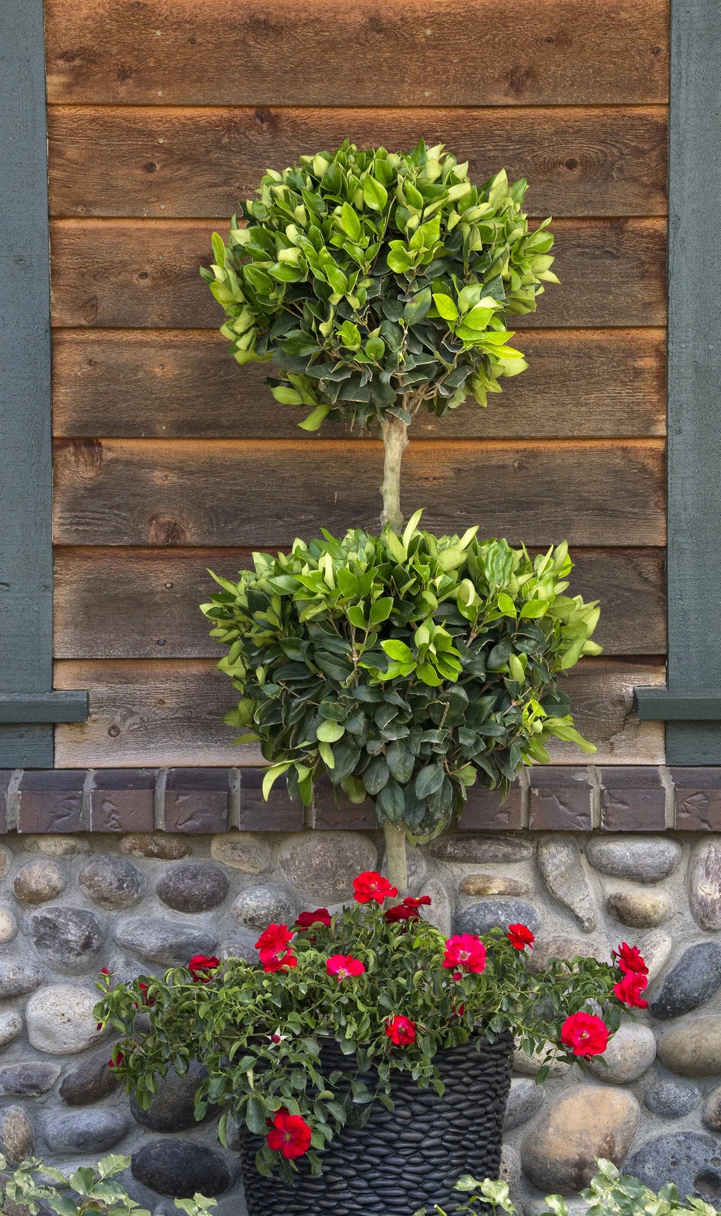 WAX LEAF PRIVET 5gal