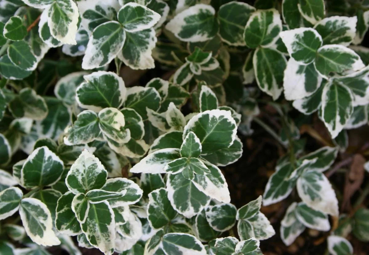 EMERALD GAIETY WINTERCREEPER EUONYMUS 2gal