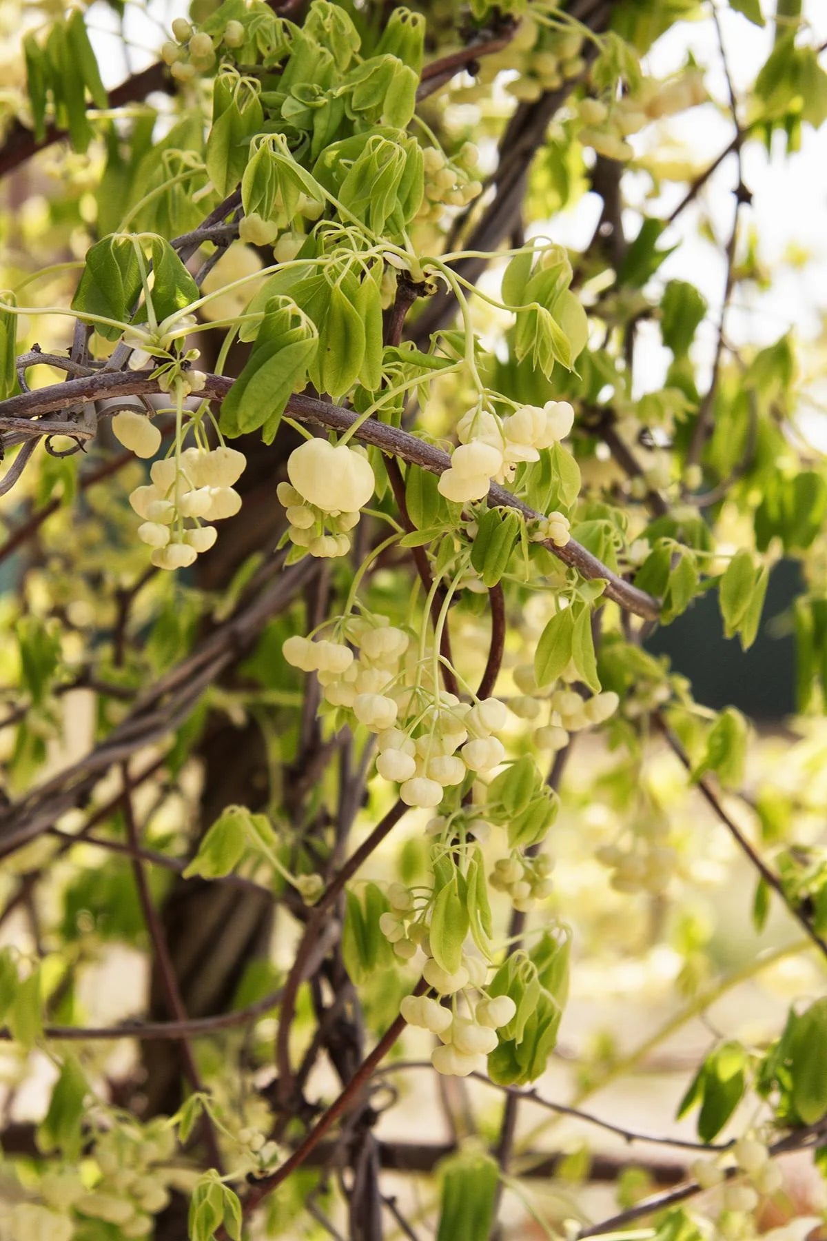 WHITE FLOWERING CHOCOLATE VINE AKEBIA 1gal