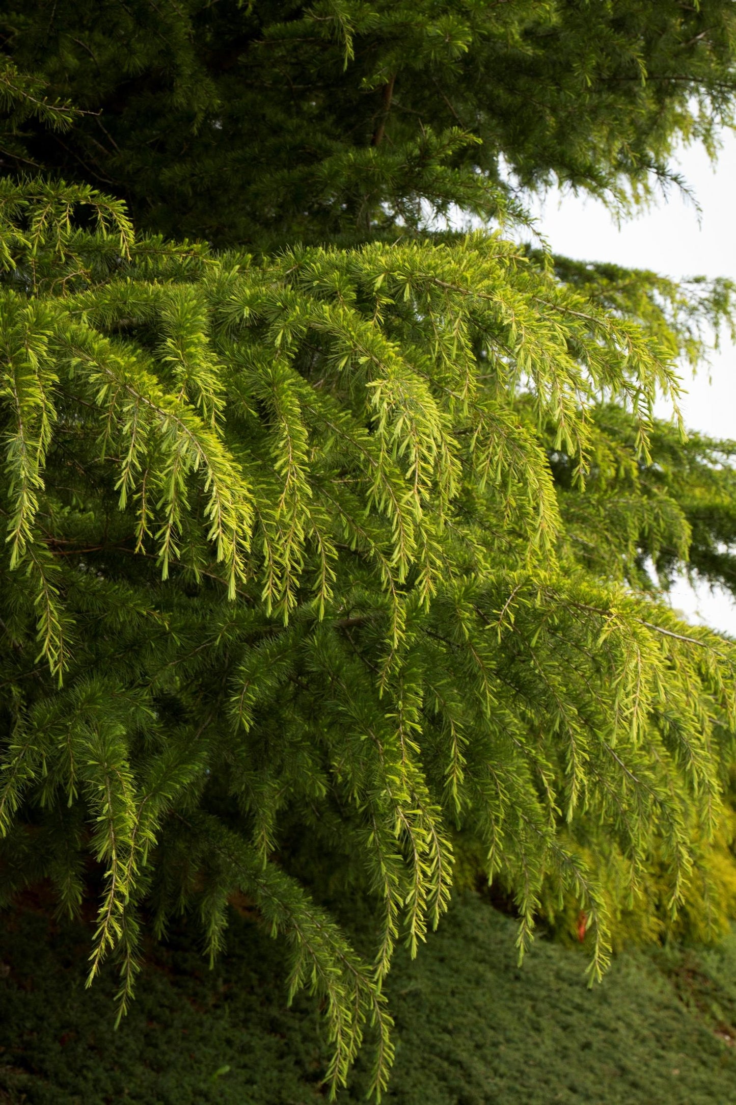AUREA GOLD DEODAR CEDAR TREE 10gal