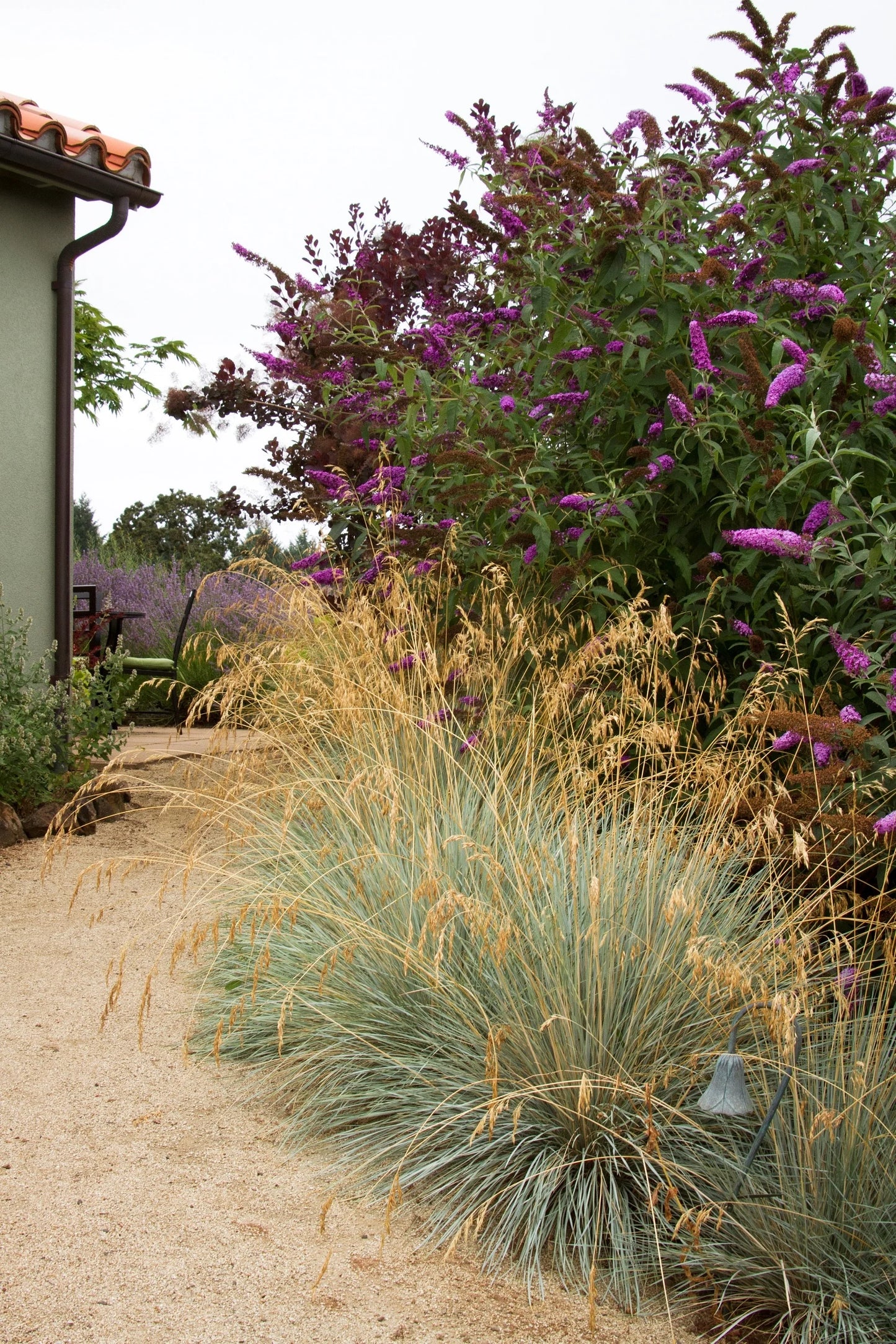 ROYAL RED BUTTERFLY BUSH PATIO TREE 5gal