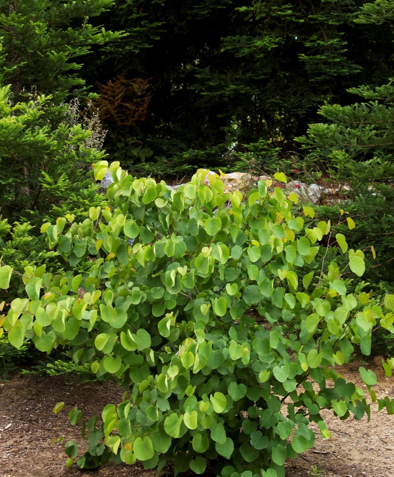 WESTERN MEXICAN REDBUD NATIVE 5Ggal