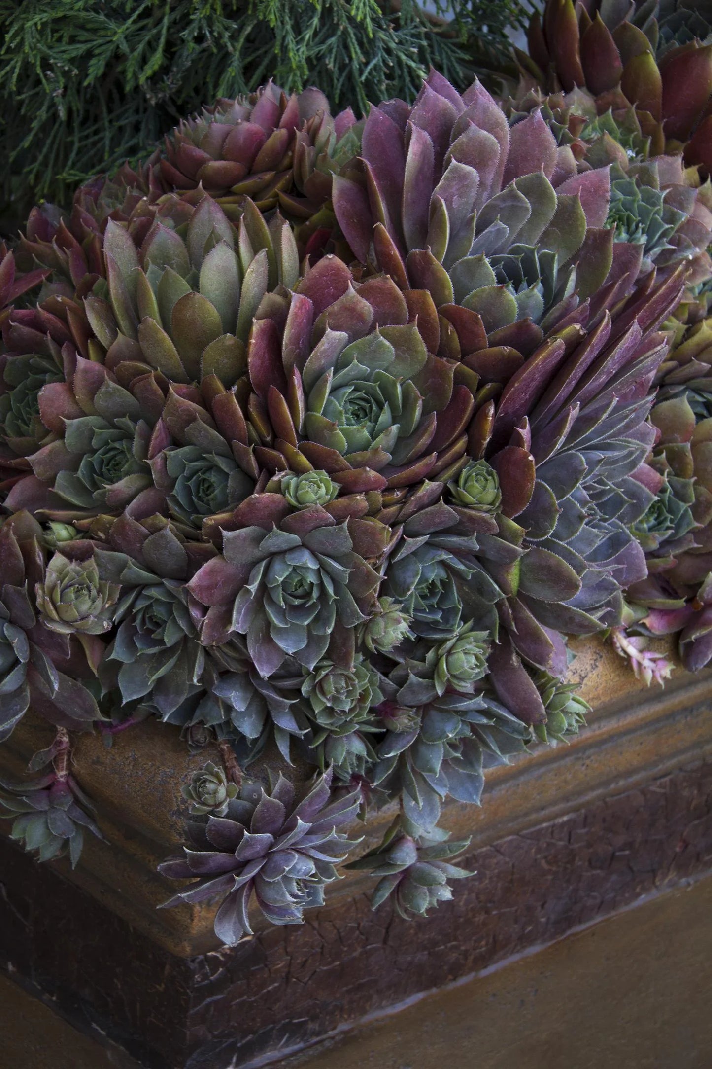 DESERT BLOOM HENS & CHICKS LITTLE ONE