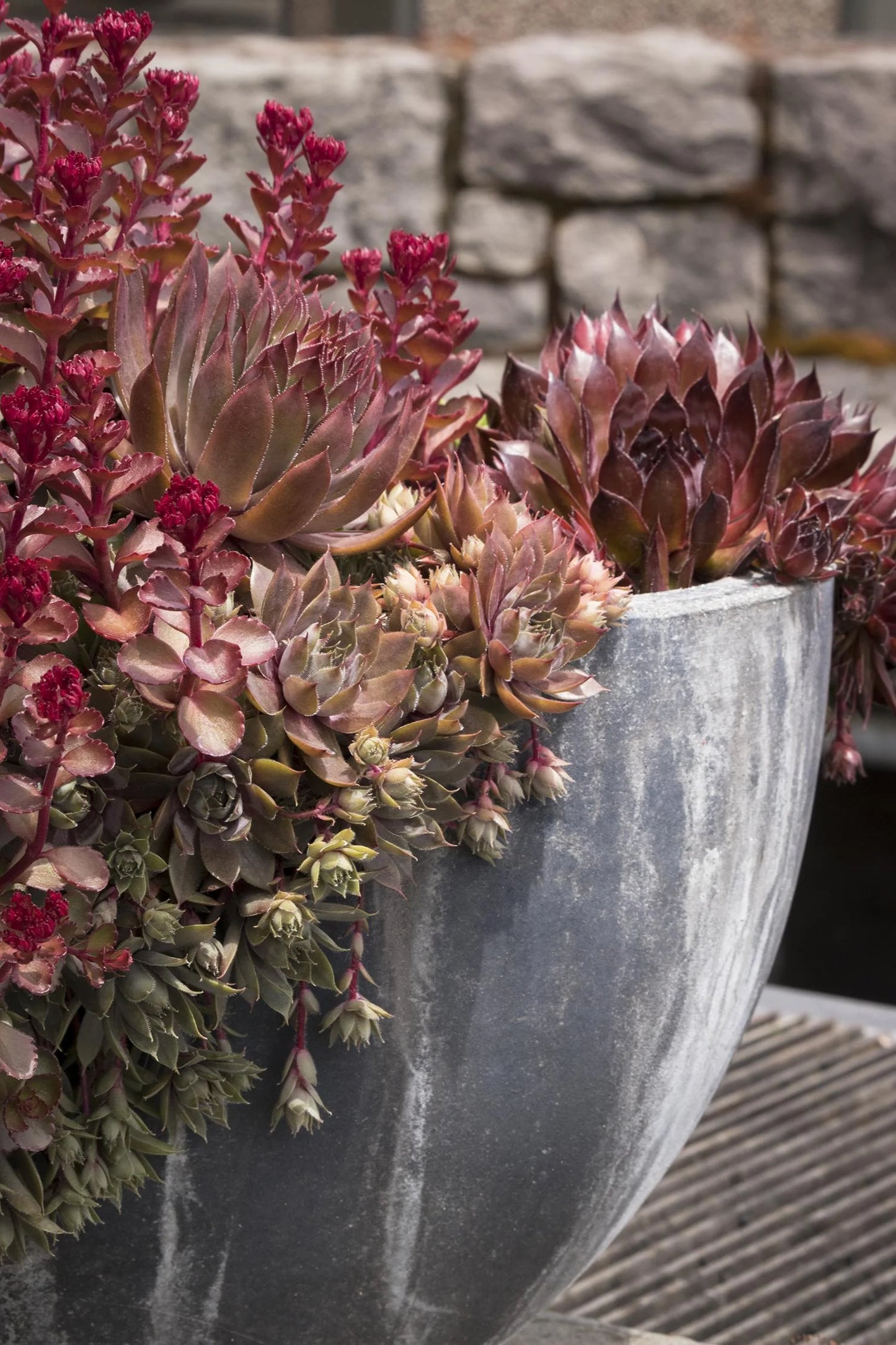 Black Hens And Chicks