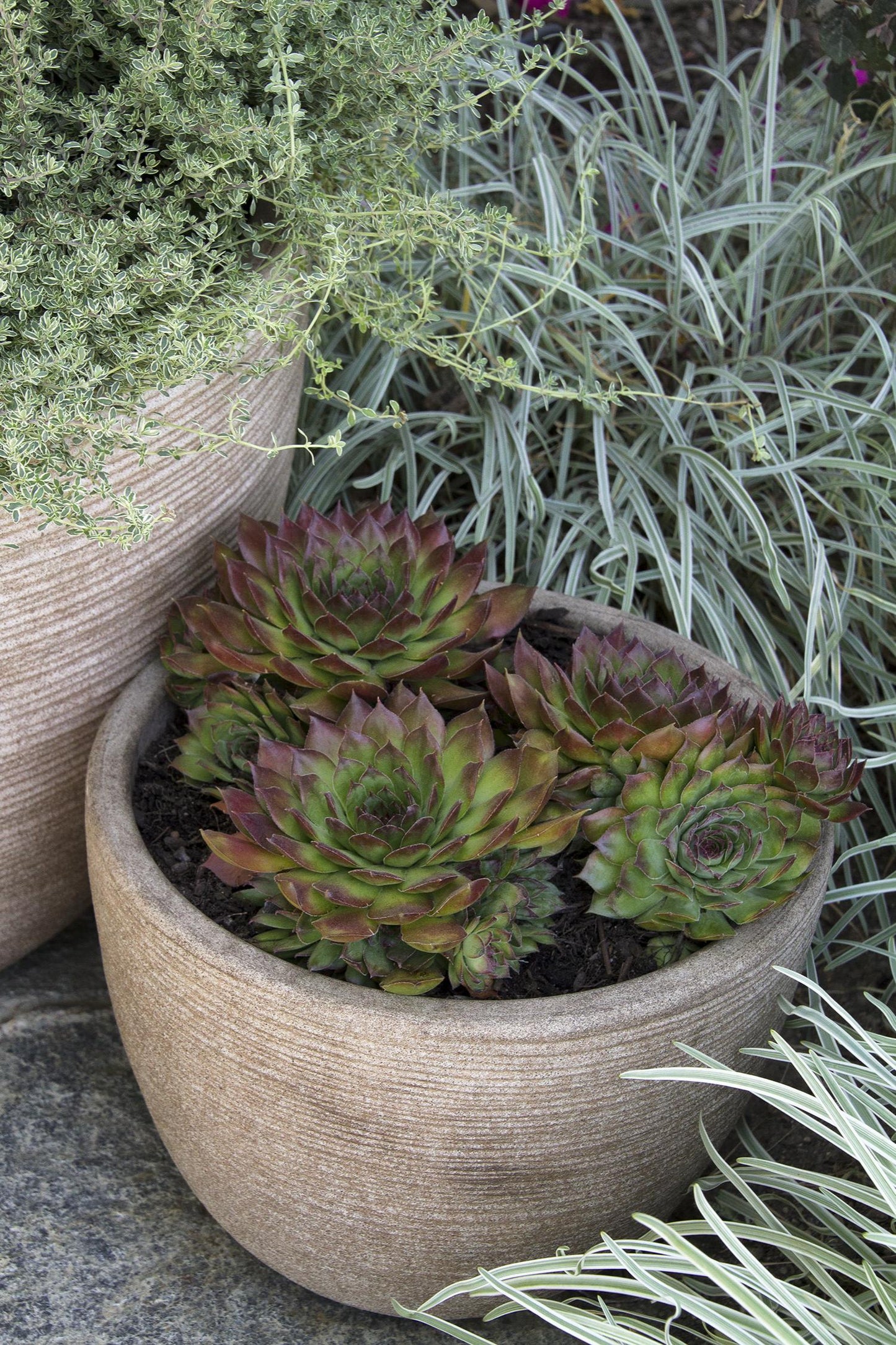 Black Hens And Chicks