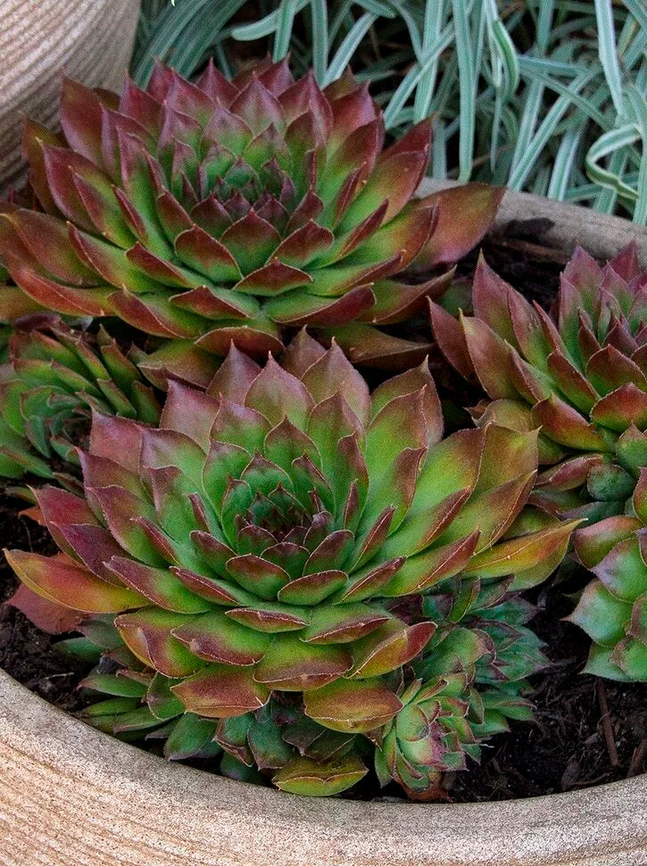 Black Hens And Chicks