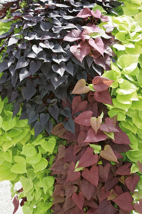 SWEET POTATO VINE 4in