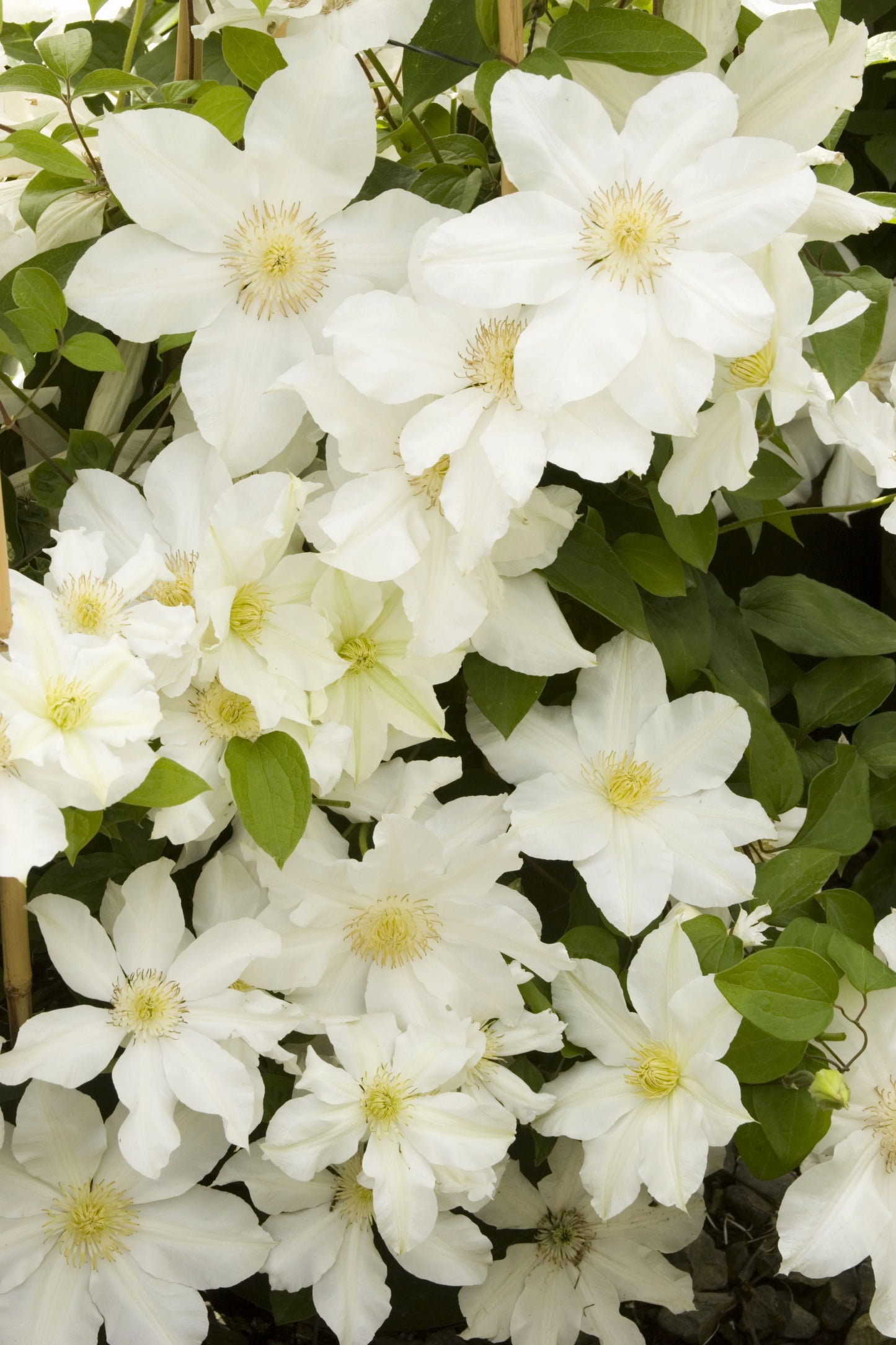 TOKI CLEMATIS 2gal