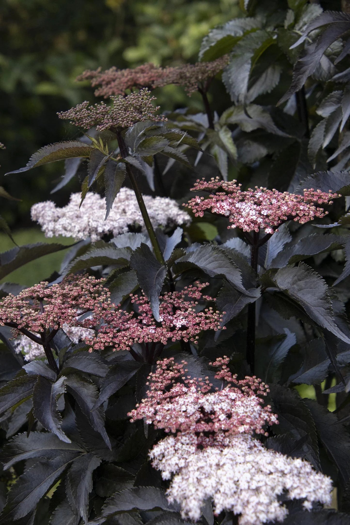 BLACK TOWER ELDERBERRY 2gal