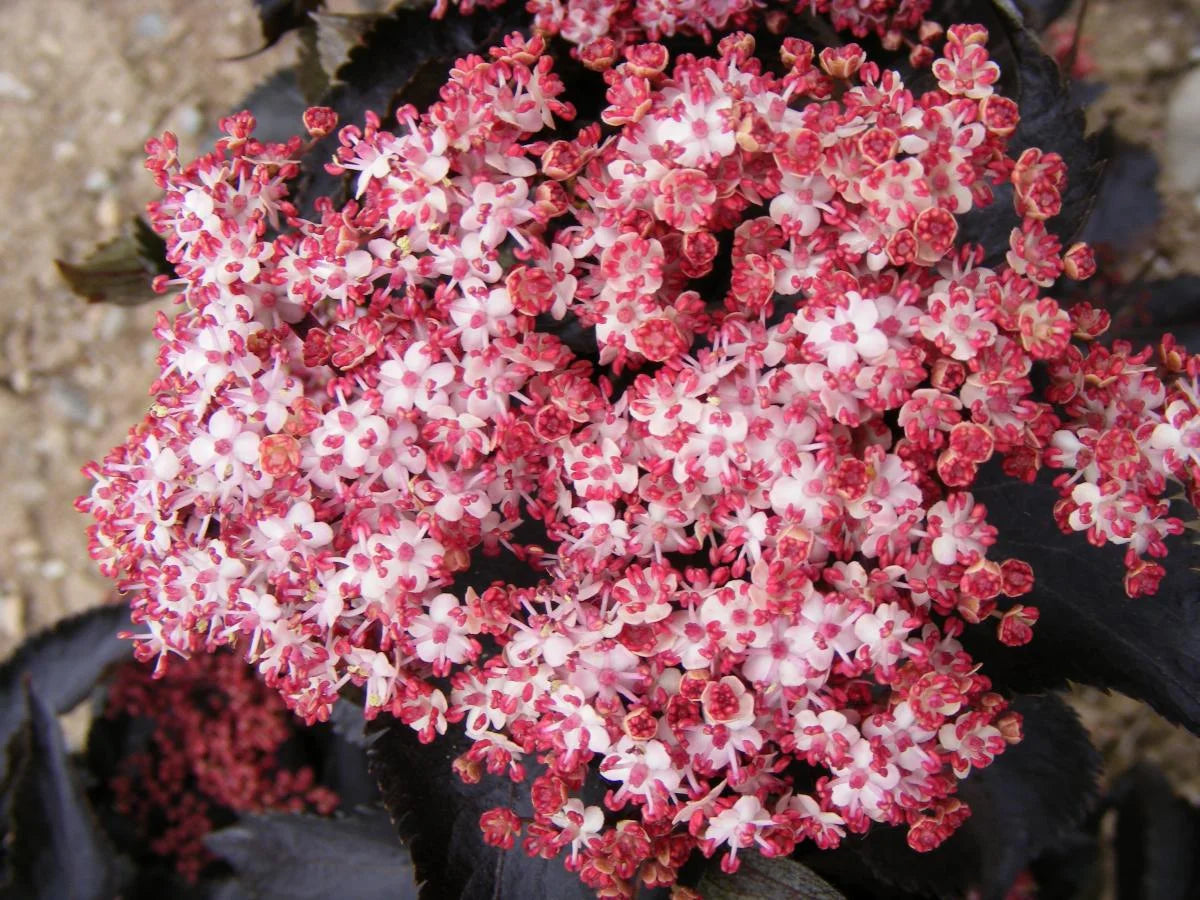 BLACK TOWER ELDERBERRY 2gal