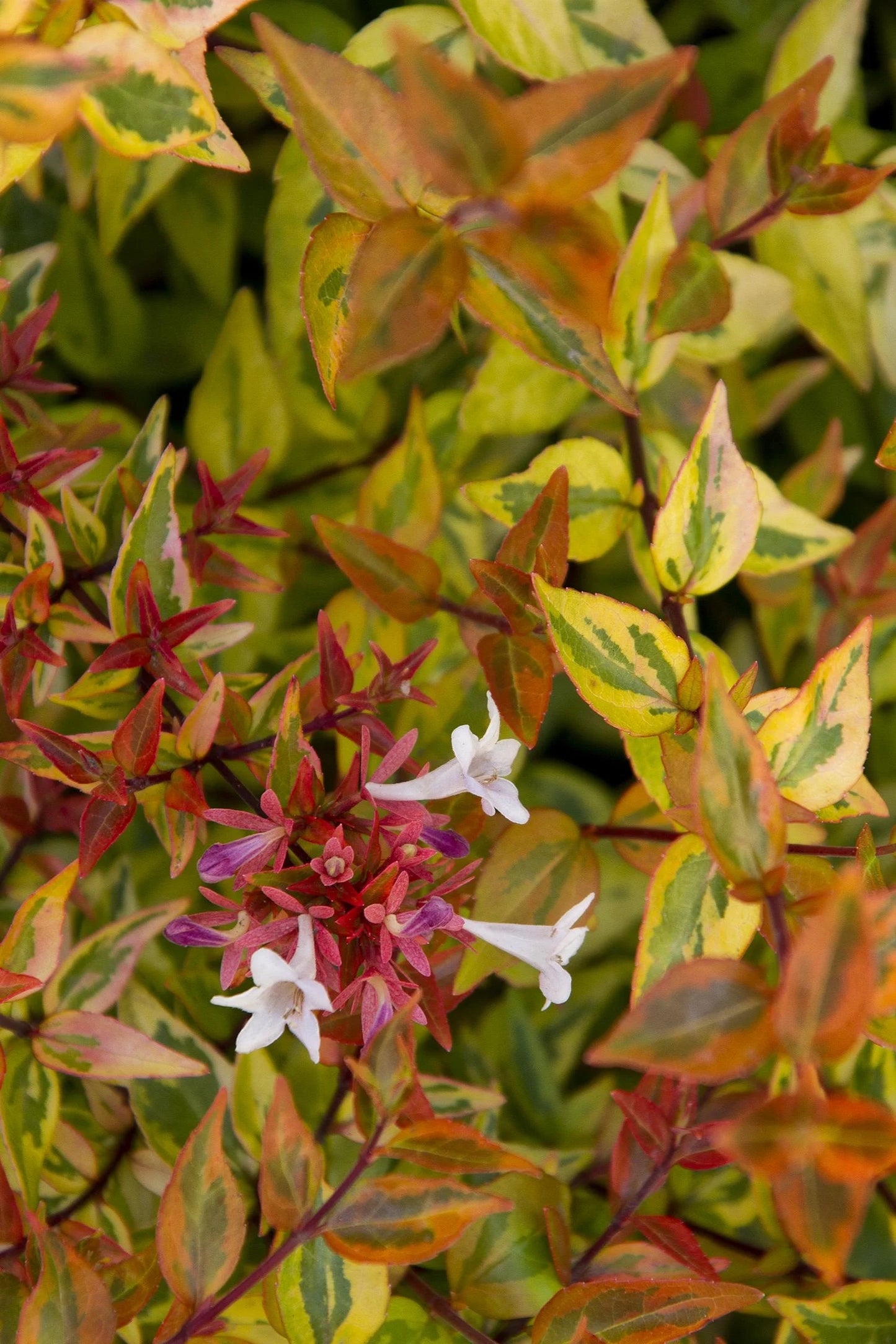 KALEIDOSCOPE ABELIA 2gal