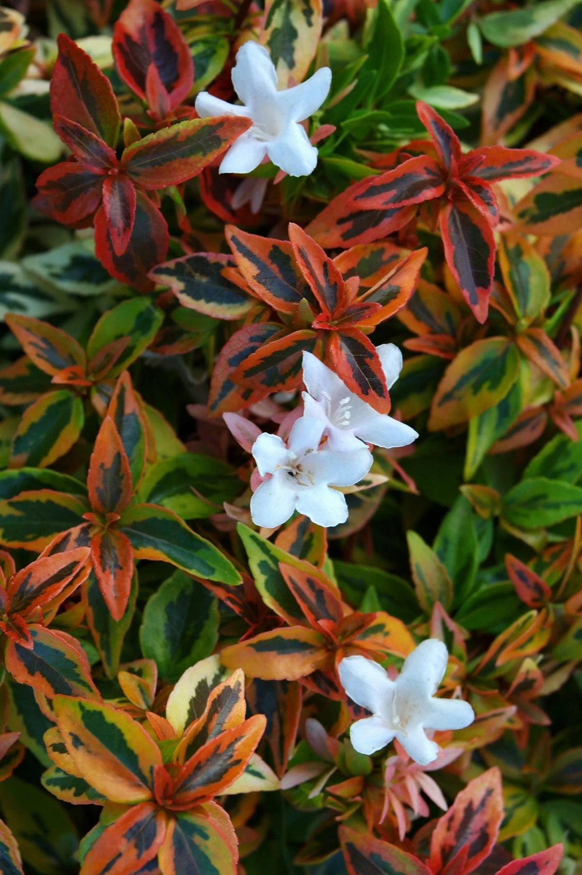 KALEIDOSCOPE ABELIA 1gal