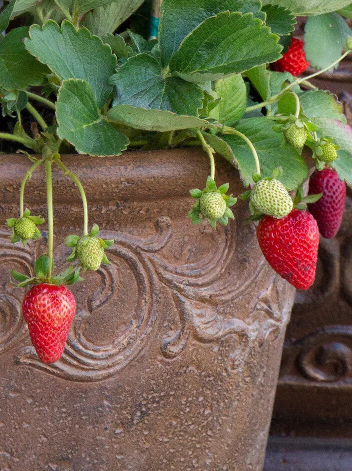 STRAWBERRY- 4in