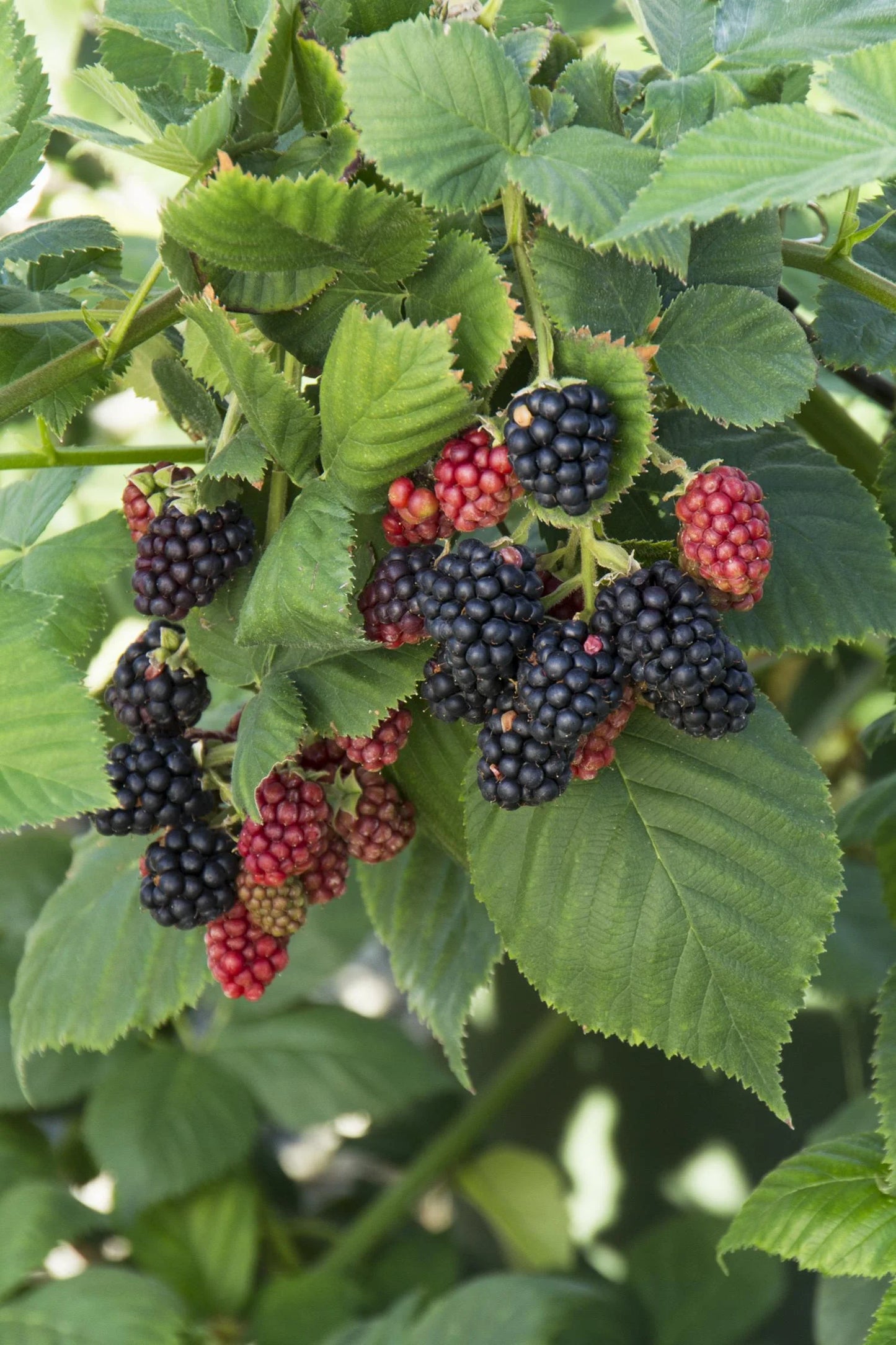BLACK SATIN BLACKBERRY 1gal