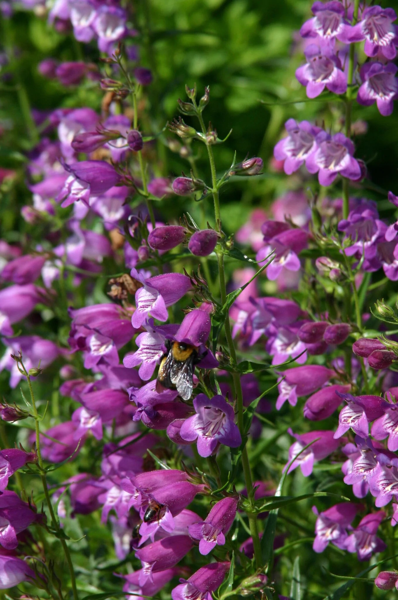 PIKES PEAK PURPLE PENSTEMON 1gal
