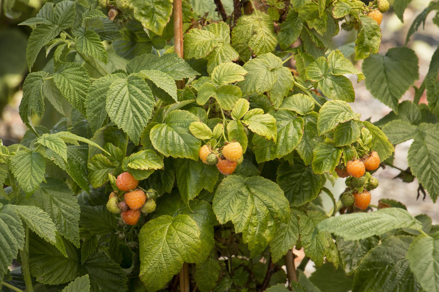 FALL GOLD RASPBERRY 1gal