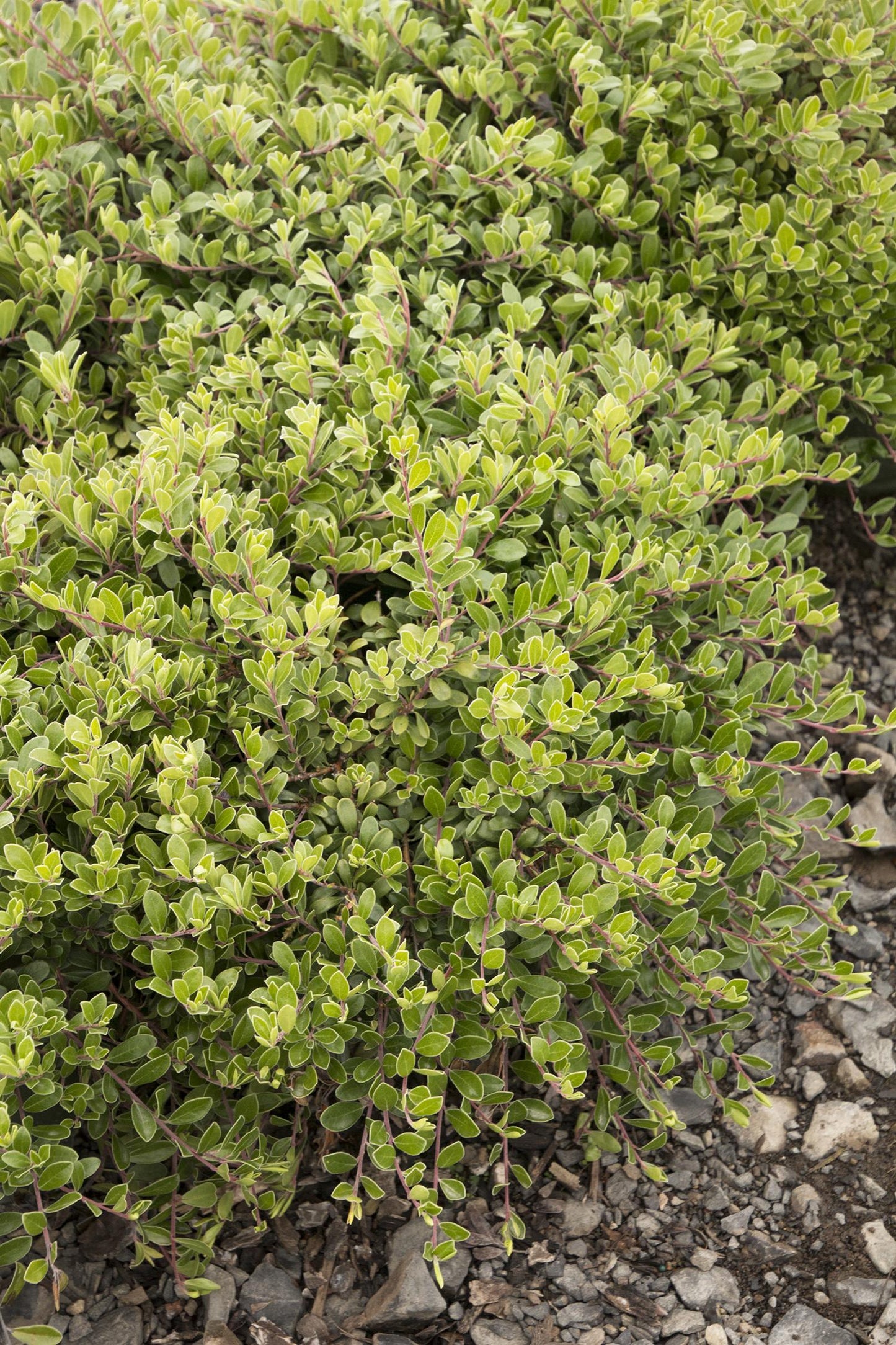 MASSACHUSETTS MANZANITA 1gal