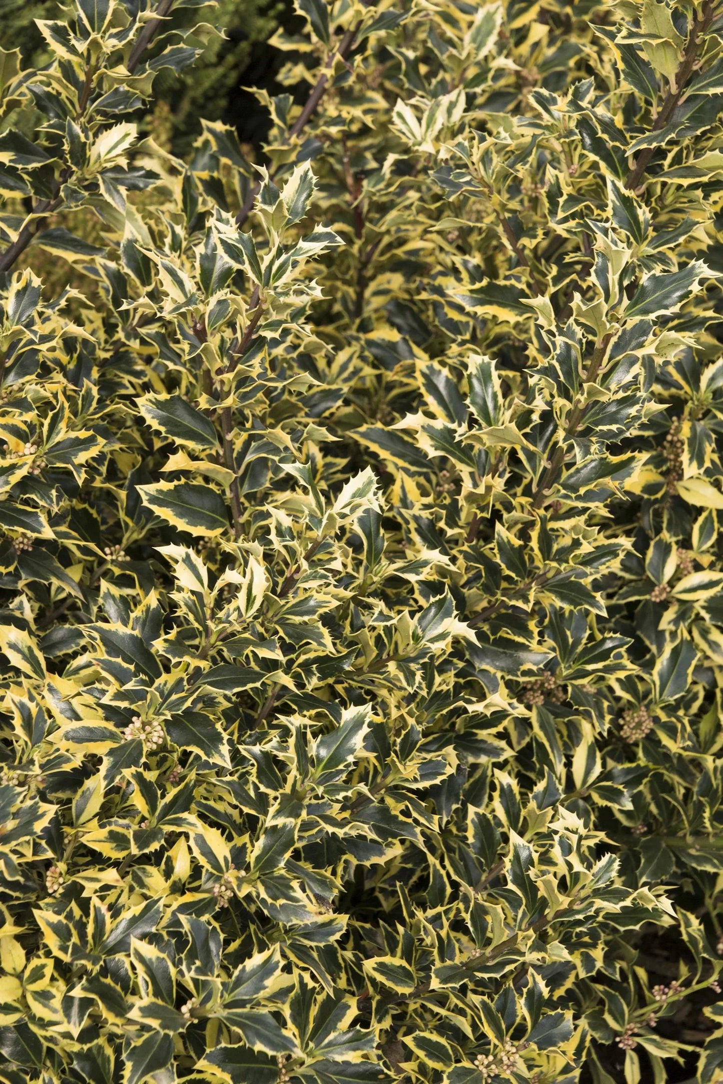 GOLD COAST HOLLY 5gal