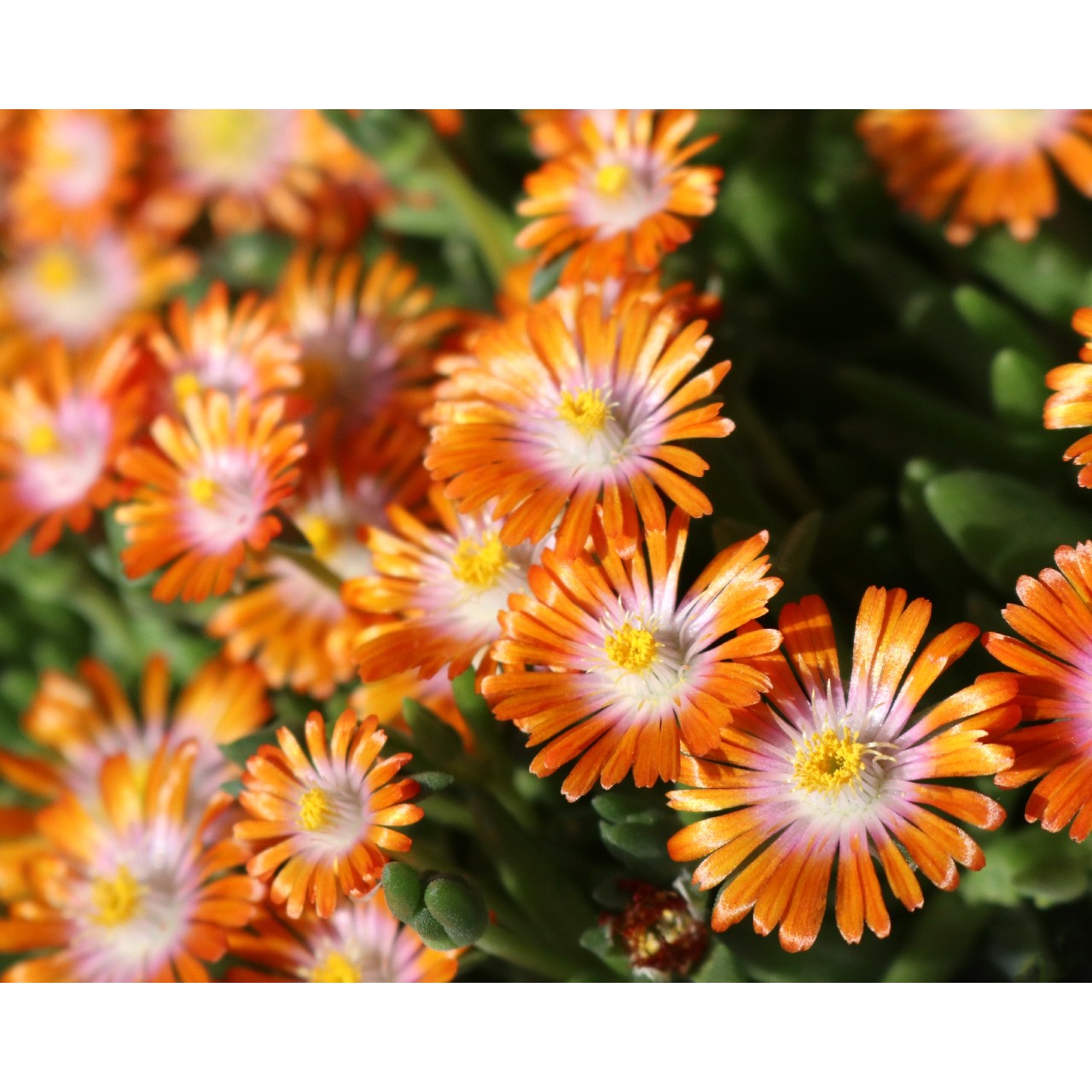 ROCK CRYSTAL ORANGE ICE PLANT LITTLE ONE