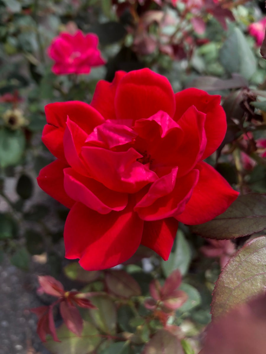 DOUBLE KNOCK OUT ROSE 5gal
