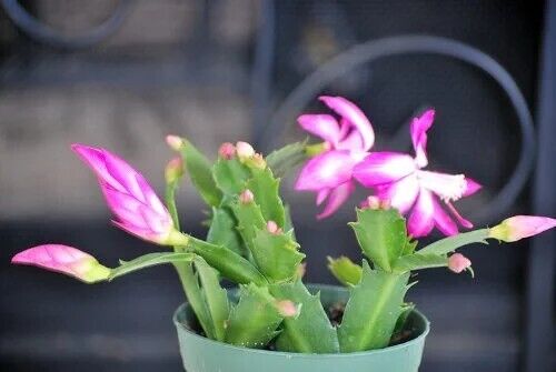 ZYGO CACTUS 4in