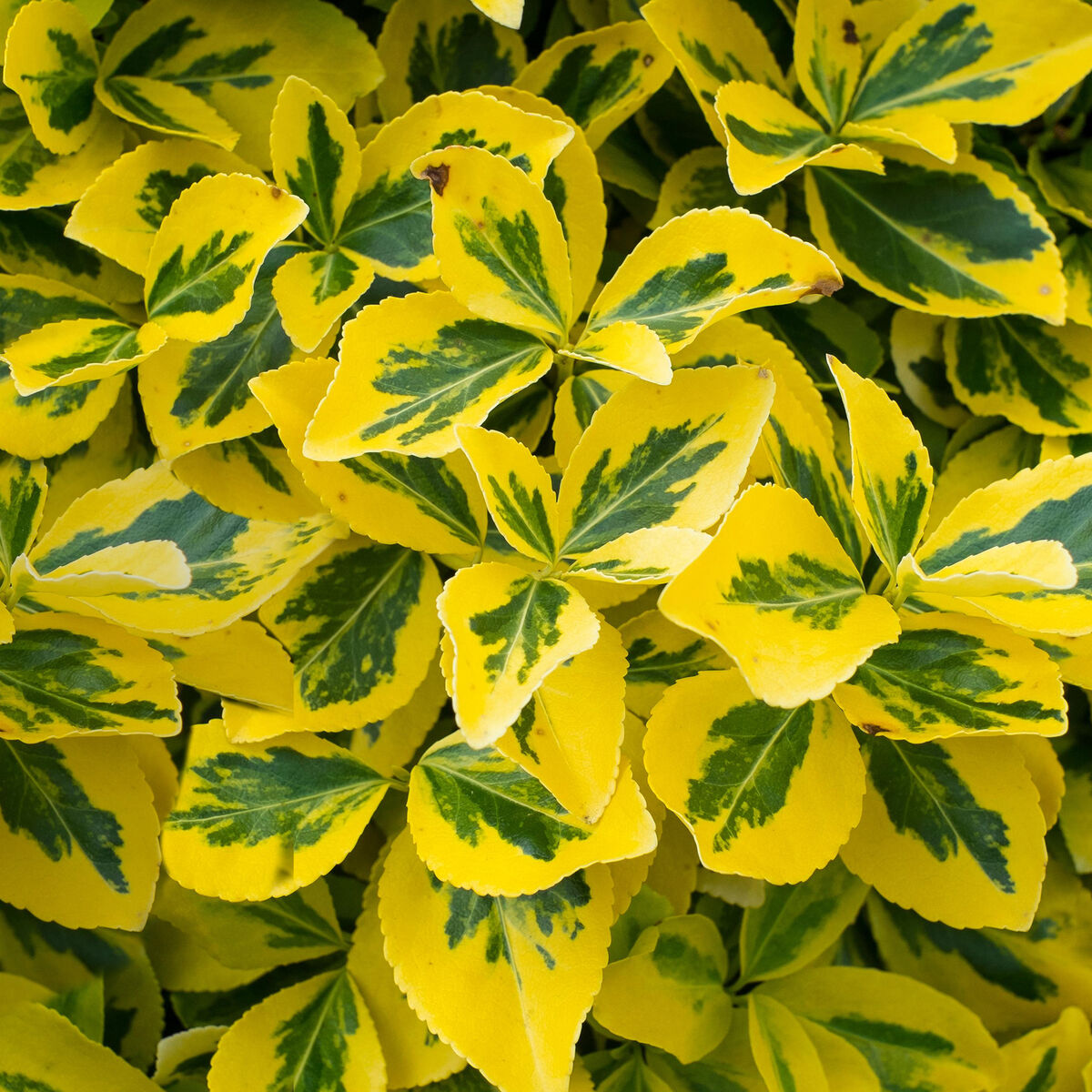 GOLD SPOT EUONYMUS 1gal